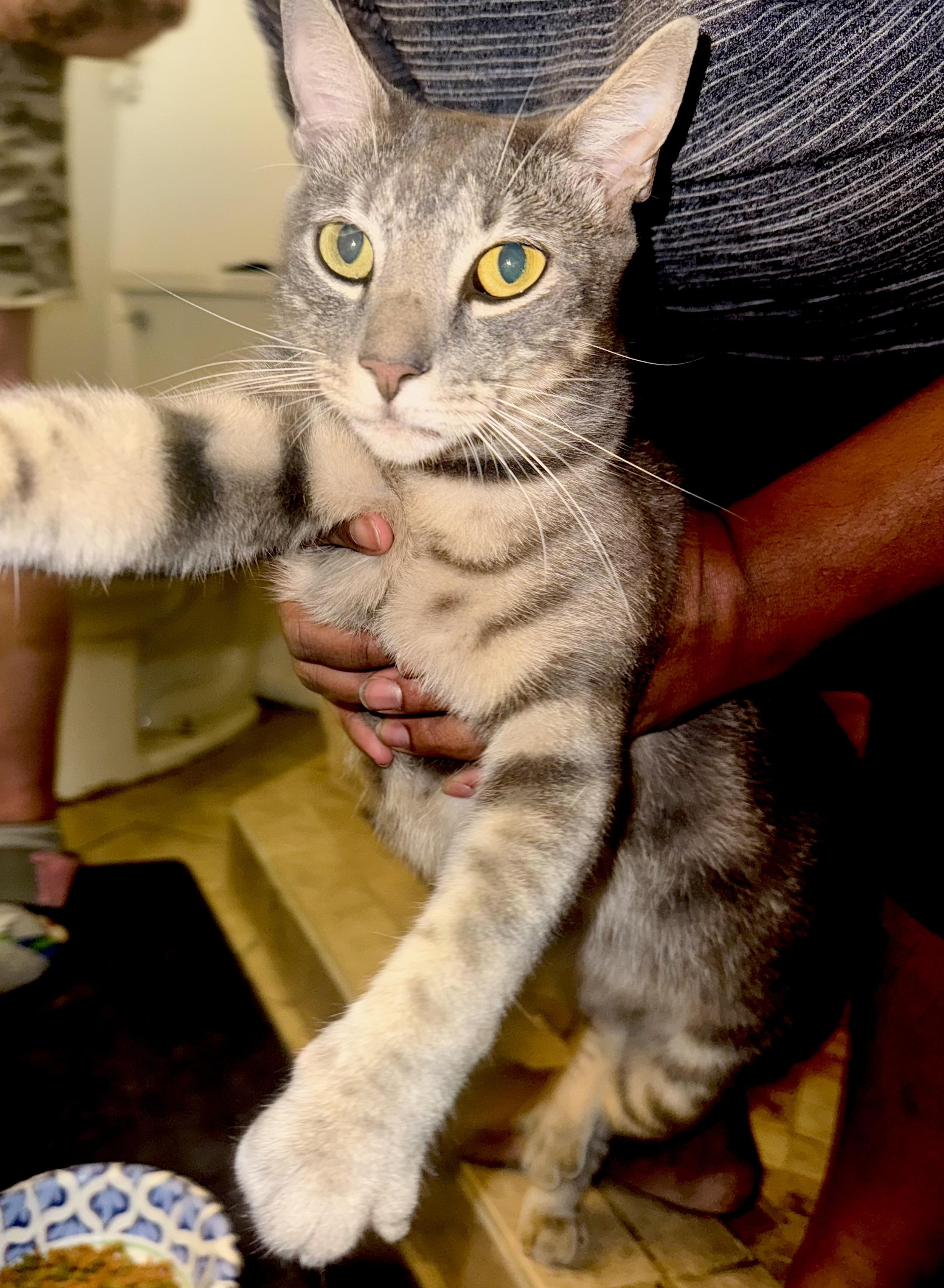 Riley (FOLLOW you around) super friendly, Adoptable, Adult Male Domestic Short Hair.