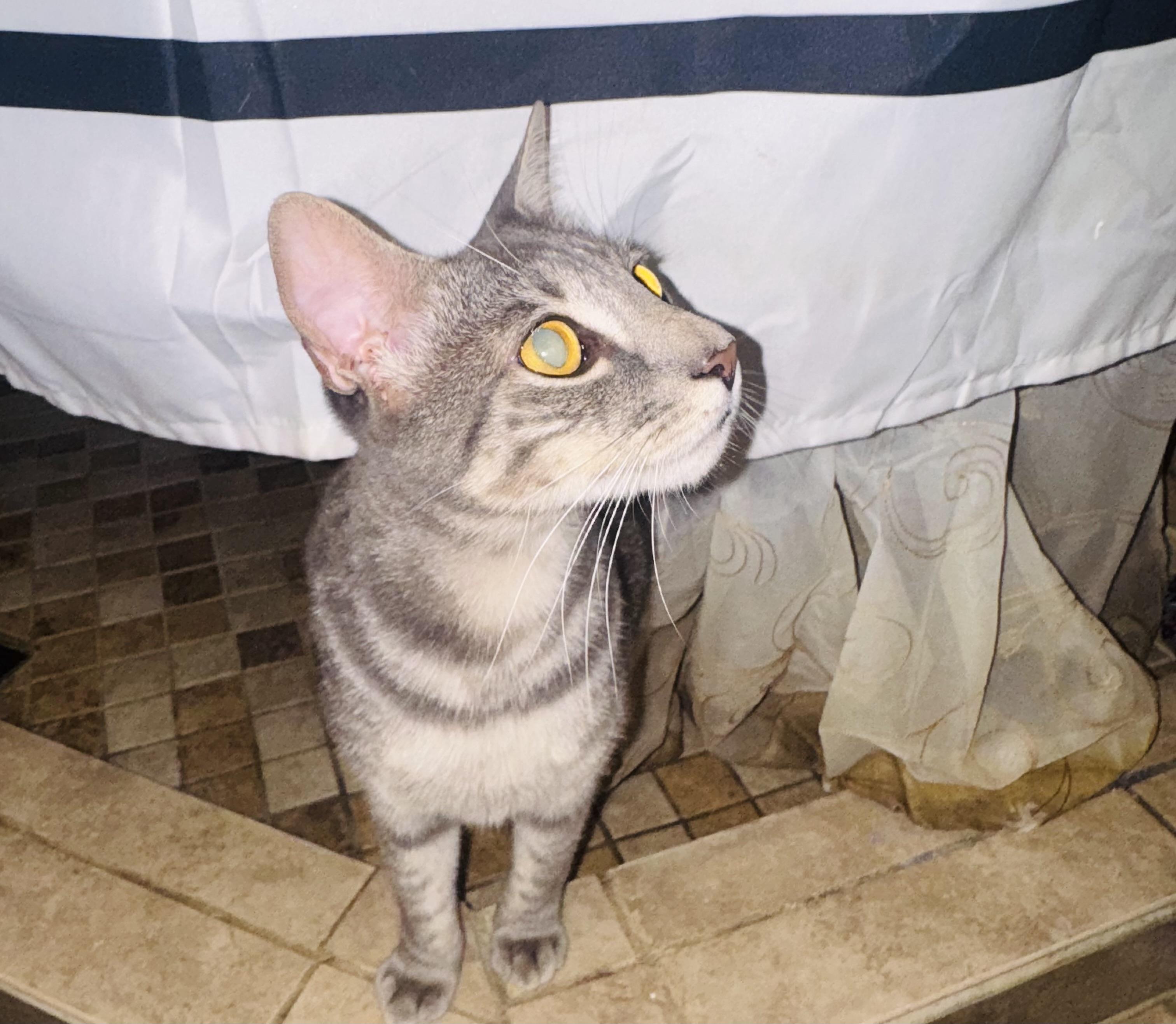 Riley (FOLLOW you around) super friendly, a Adoptable Domestic Short Hair in Orlando, FL image 2/4