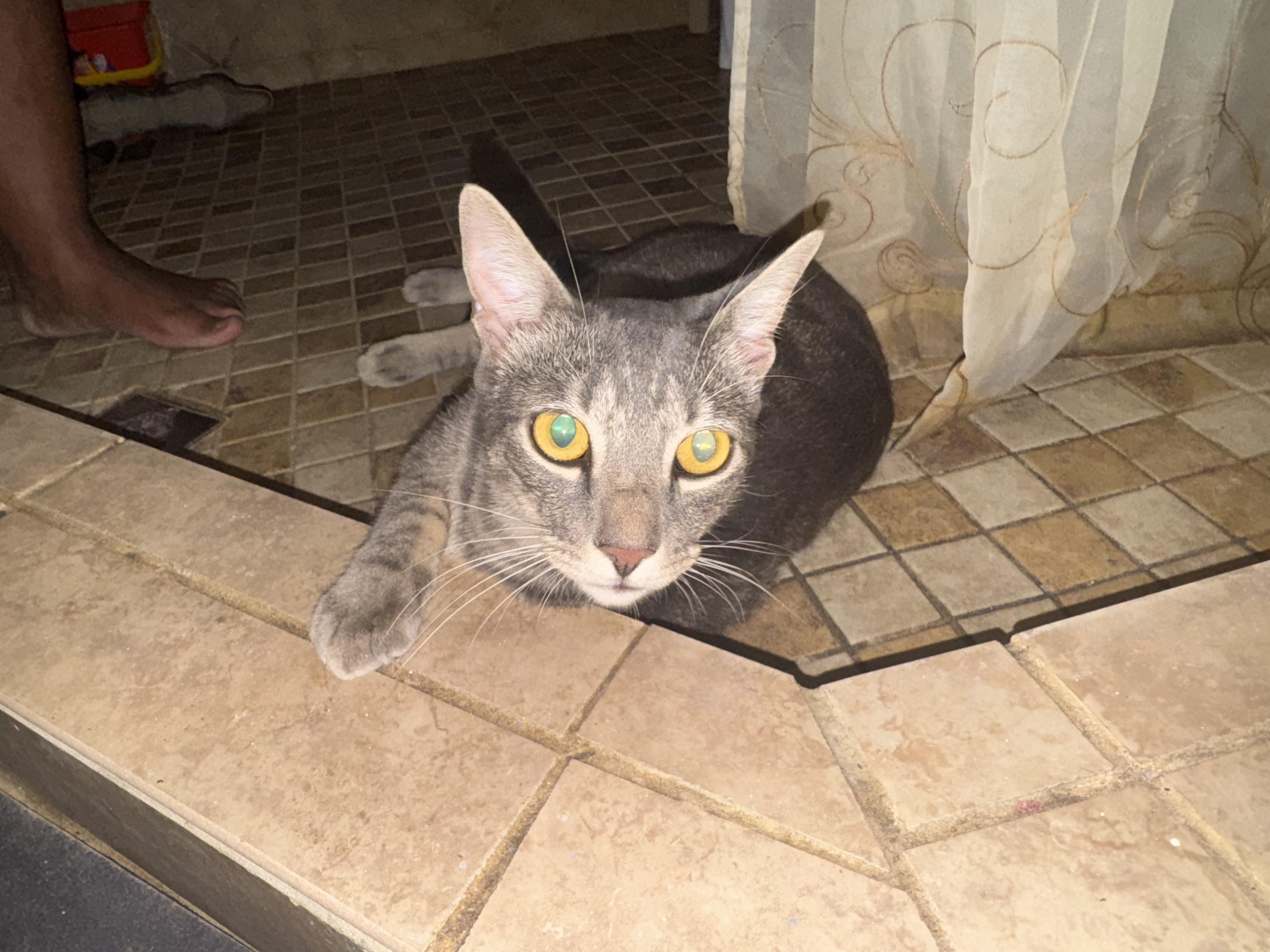 Riley (FOLLOW you around) super friendly, a Adoptable Domestic Short Hair in Orlando, FL image 3/4