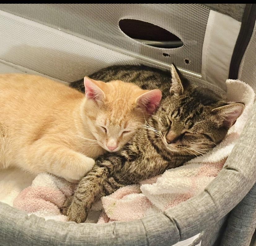 Riley (FOLLOW you around) super friendly, a Adoptable Domestic Short Hair in Orlando, FL image 4/4