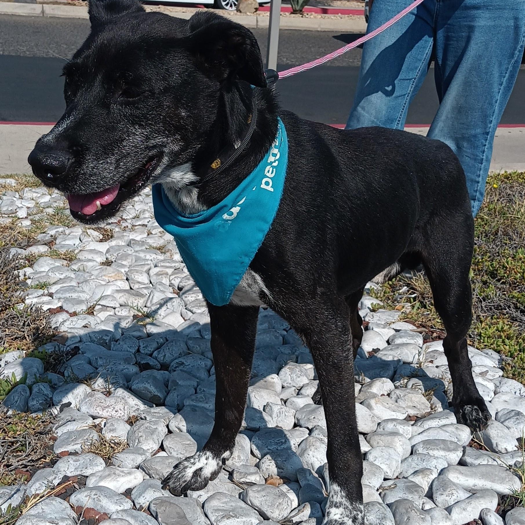 Enlarge Koa, a Adoptable mixed breed in San Diego, CA image 4/5