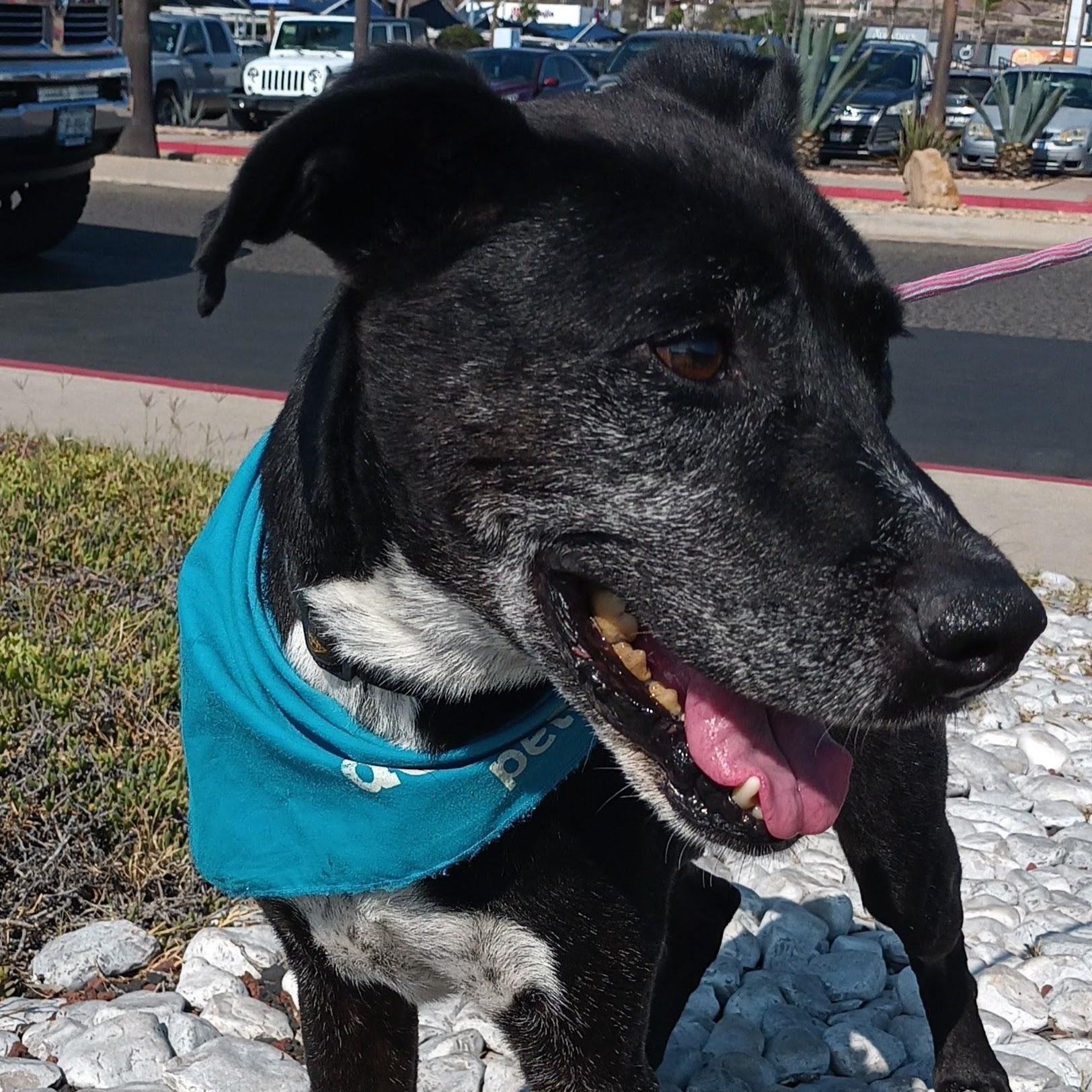 Enlarge Koa, a Adoptable mixed breed in San Diego, CA image 5/5