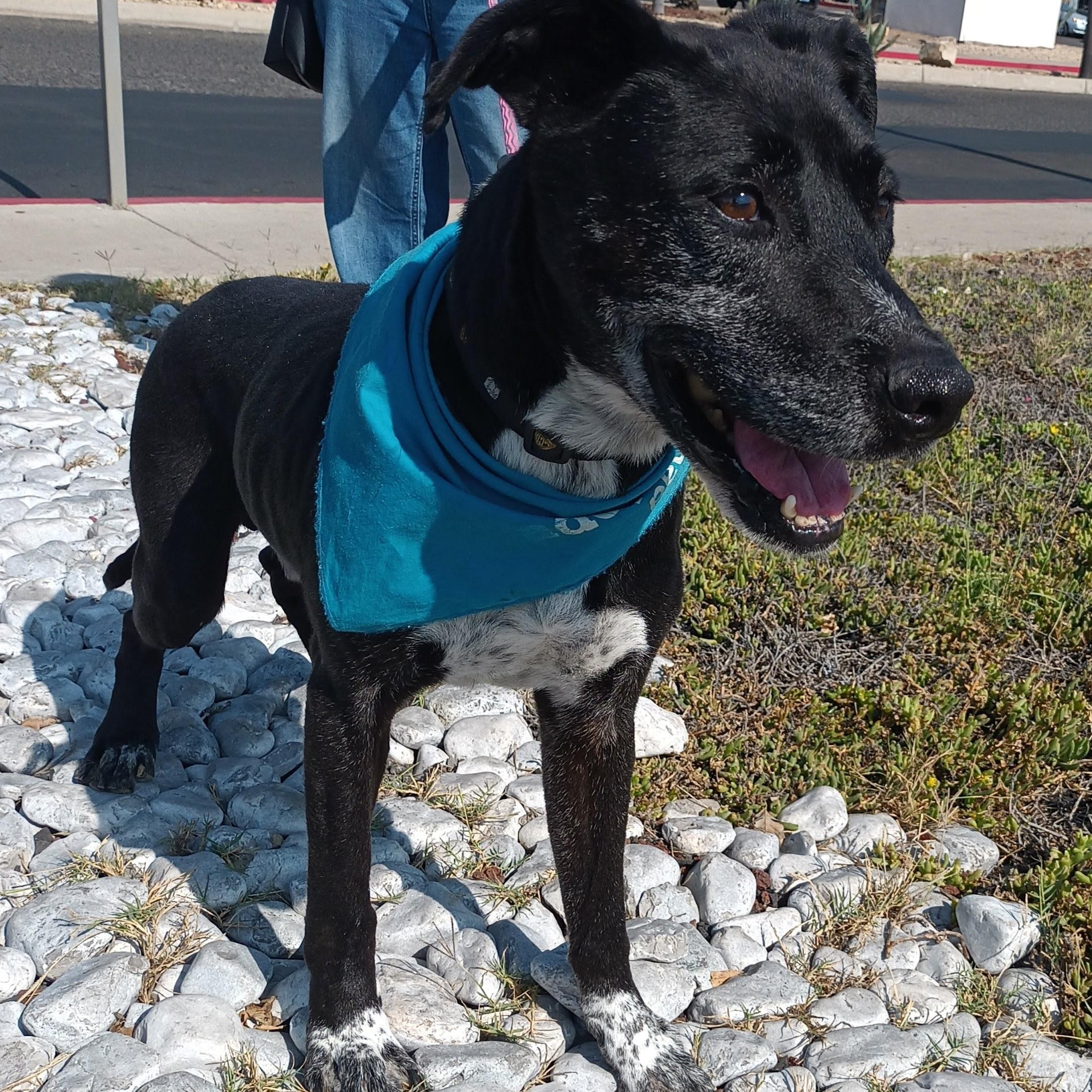 Enlarge Koa, a Adoptable mixed breed in San Diego, CA image 3/5