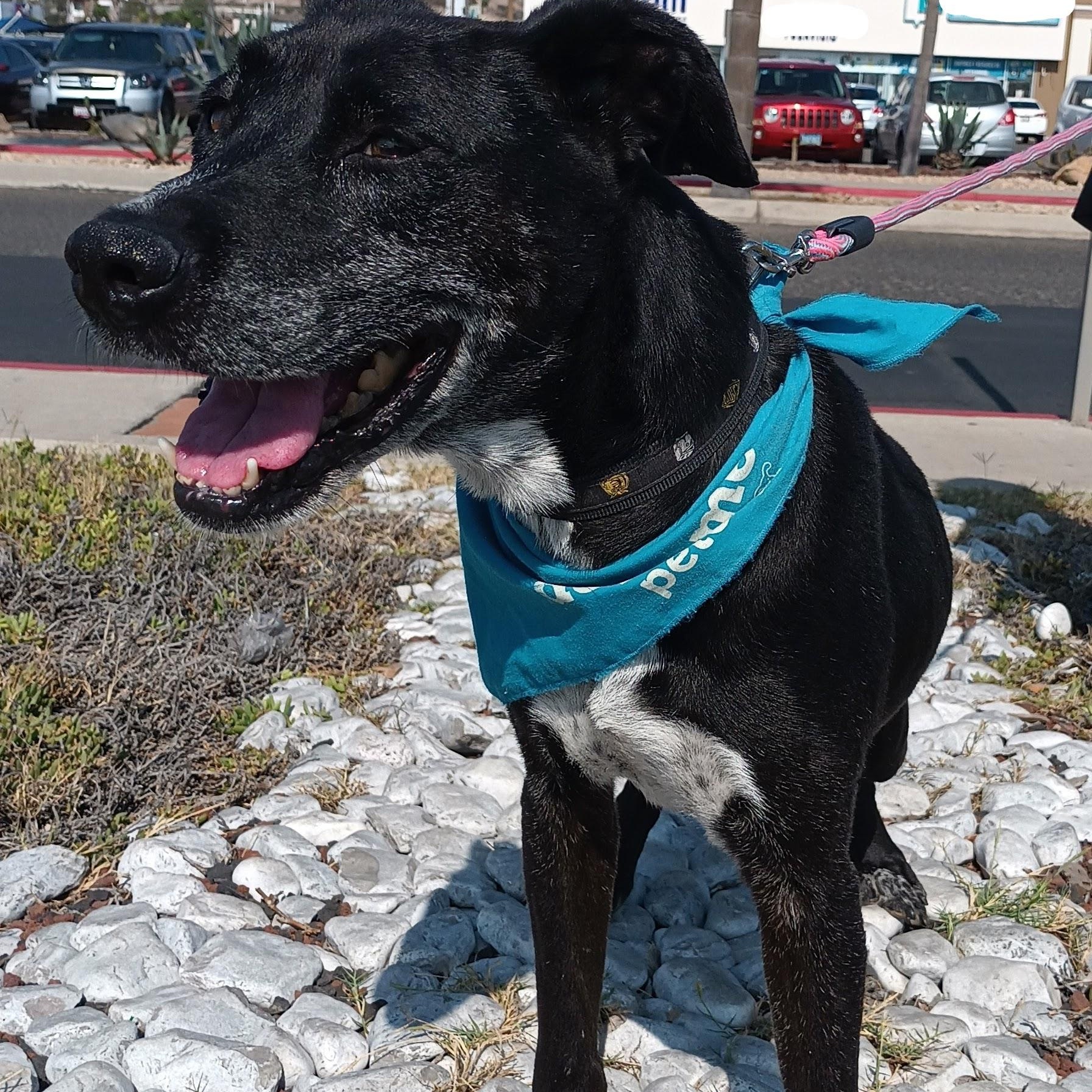 Enlarge Koa, a Adoptable mixed breed in San Diego, CA image 2/5