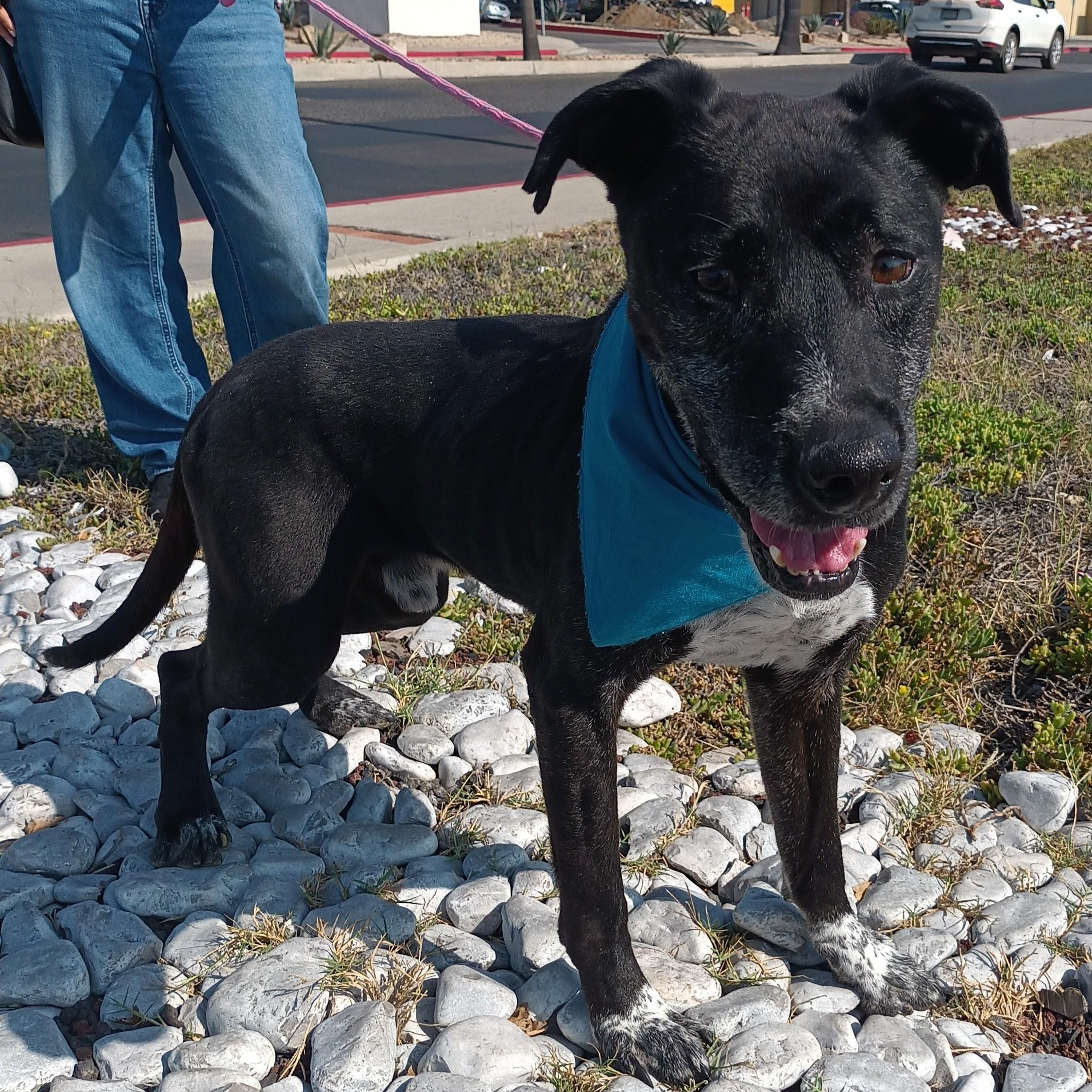 Koa, Adoptable, Adult Male Labrador Retriever & Pointer.