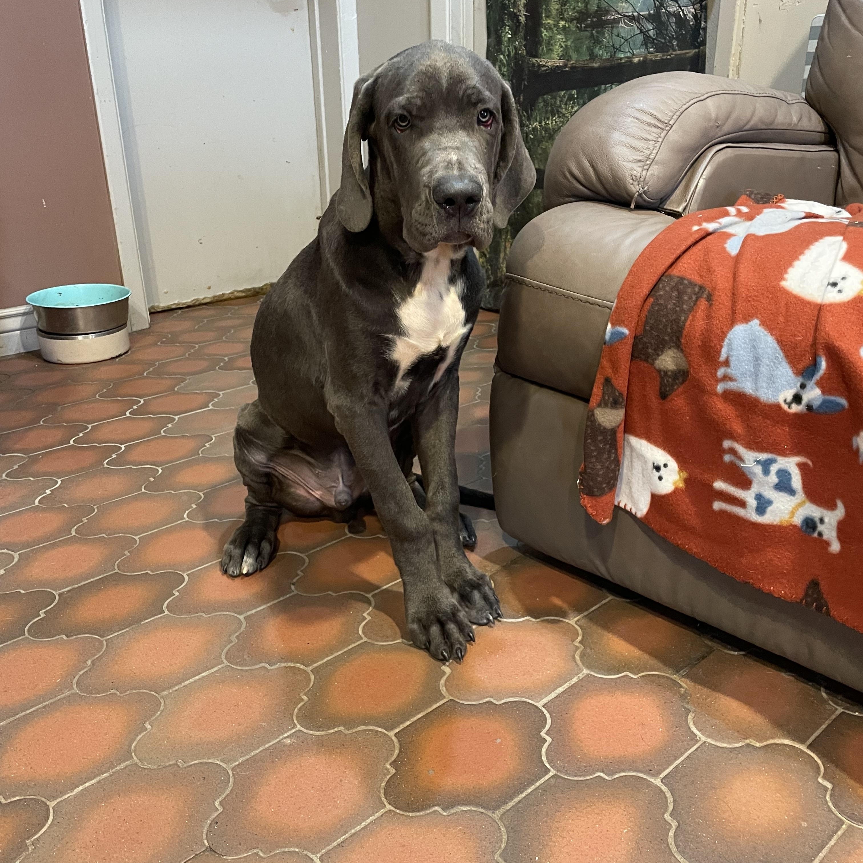 Enlarge Shaggy, a Adoptable Cane Corso in Phoenix, AZ image 4/5