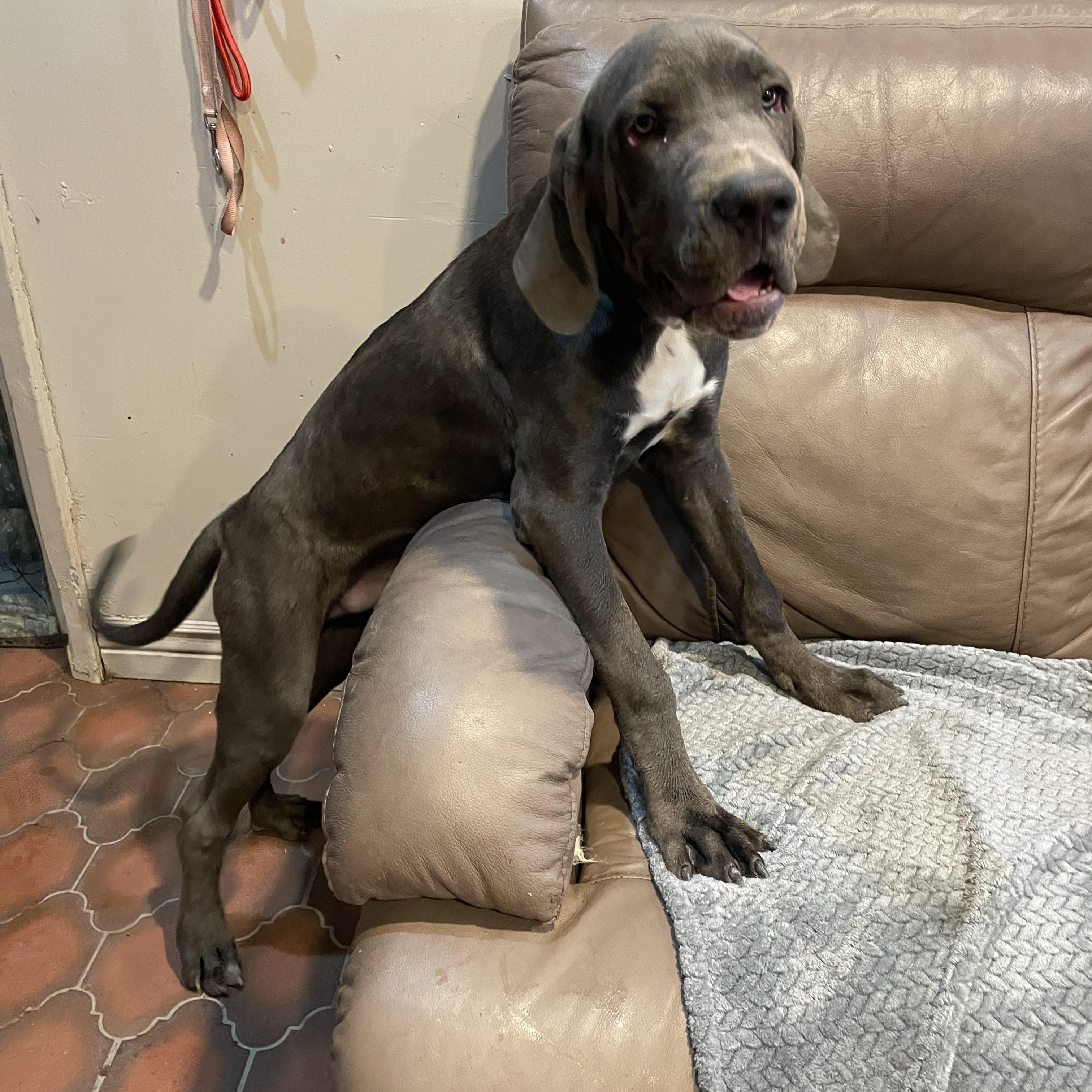 Shaggy, Adoptable, Young Male Cane Corso.