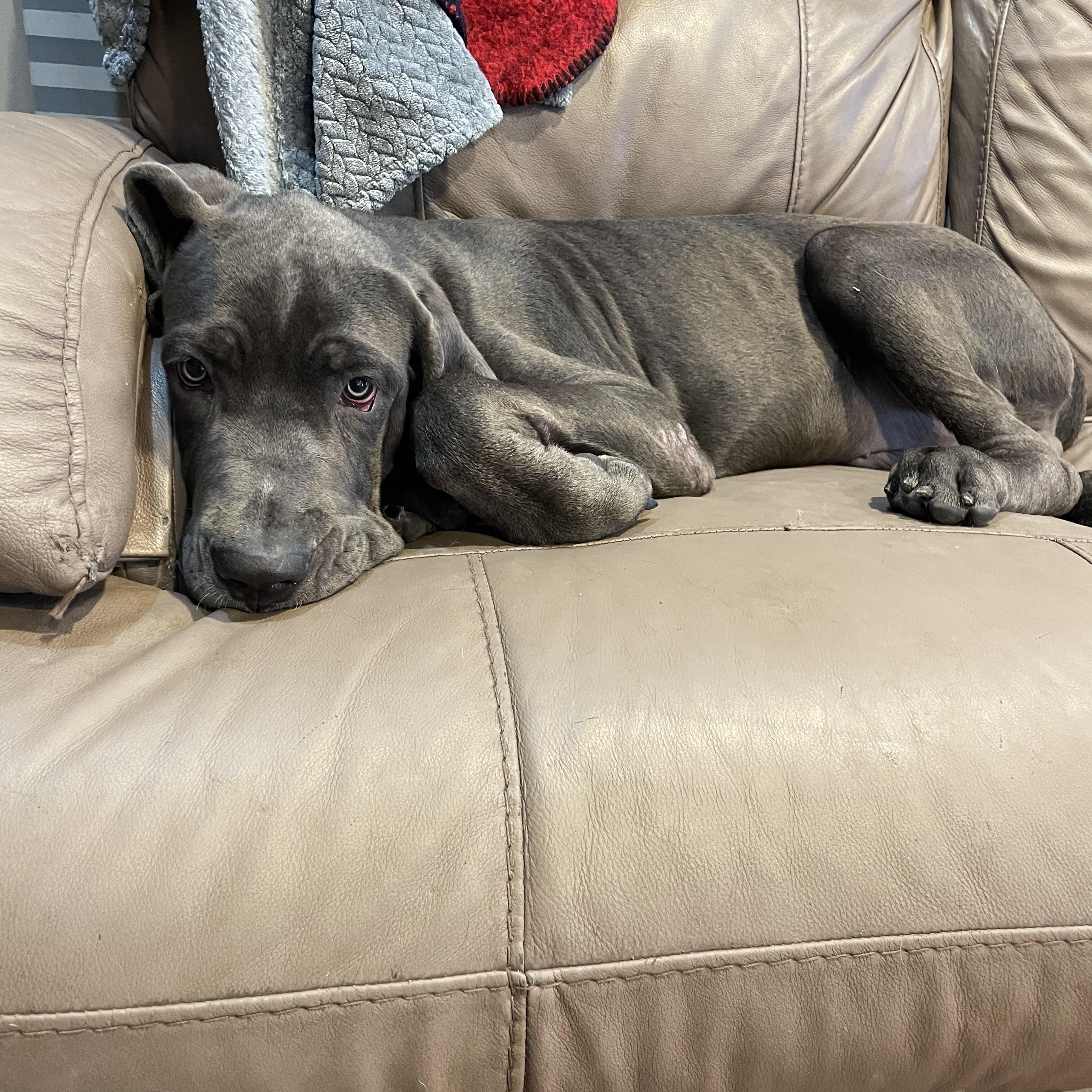 Enlarge Shaggy, a Adoptable Cane Corso in Phoenix, AZ image 2/5