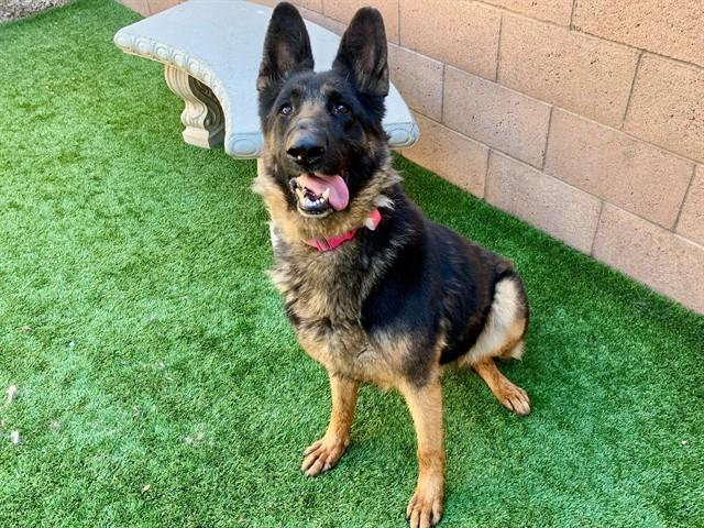 ROBIN, Adoptable, Adult Female German Shepherd Dog & Mixed Breed.