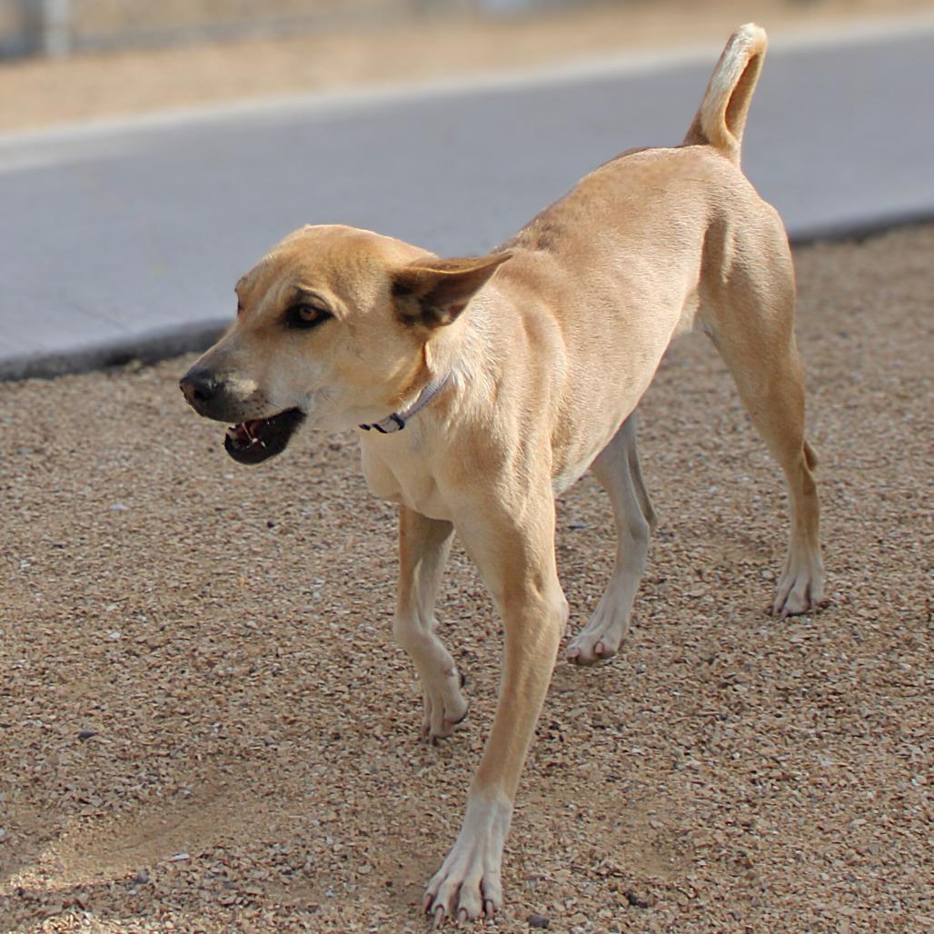 Enlarge Precious, a Adoptable Mixed Breed in Las Cruces, NM image 1/6