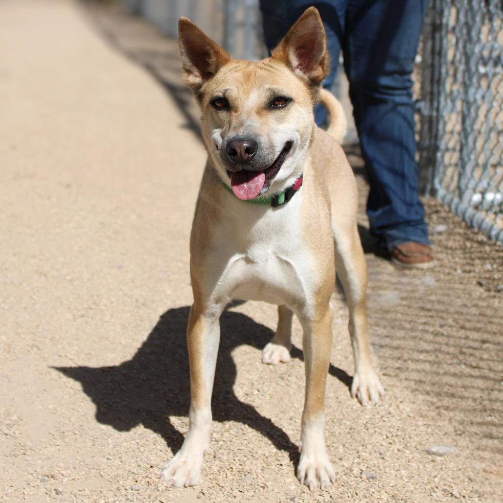 Enlarge Precious, a Adoptable Mixed Breed in Las Cruces, NM image 2/6