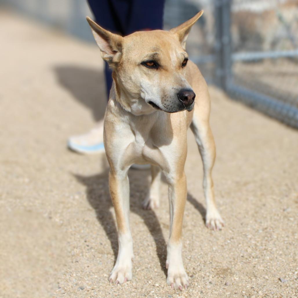 Enlarge Precious, a Adoptable Mixed Breed in Las Cruces, NM image 3/6