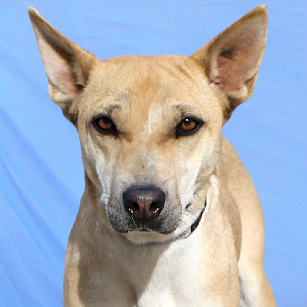 Enlarge Precious, a Adoptable Mixed Breed in Las Cruces, NM image 4/6