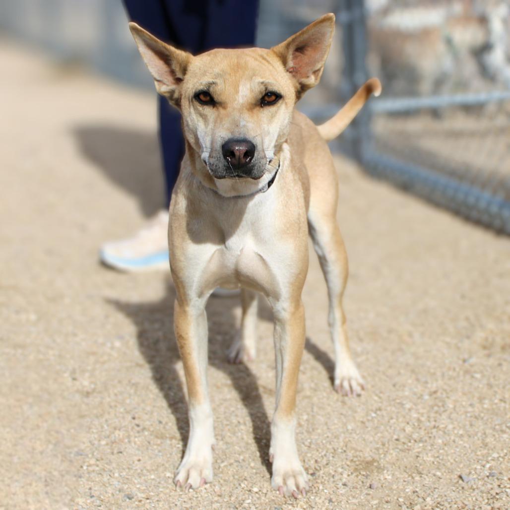 Enlarge Precious, a Adoptable Mixed Breed in Las Cruces, NM image 5/6
