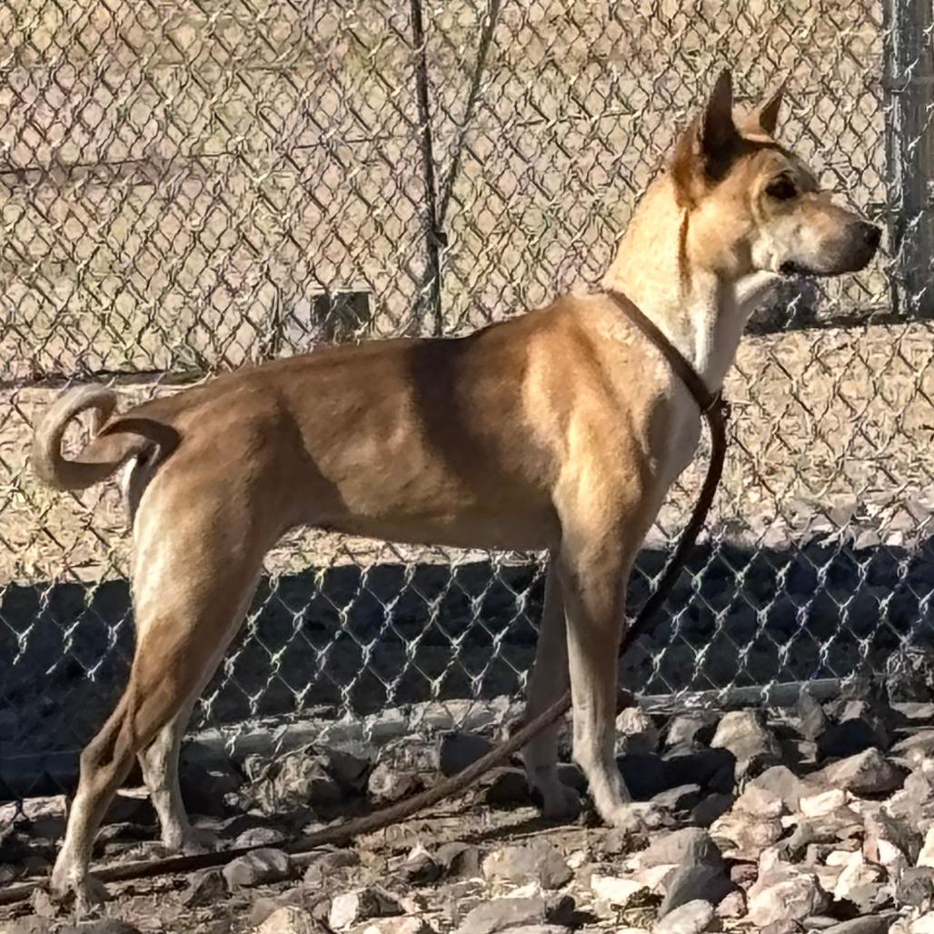 Enlarge Precious, a Adoptable Mixed Breed in Las Cruces, NM image 6/6