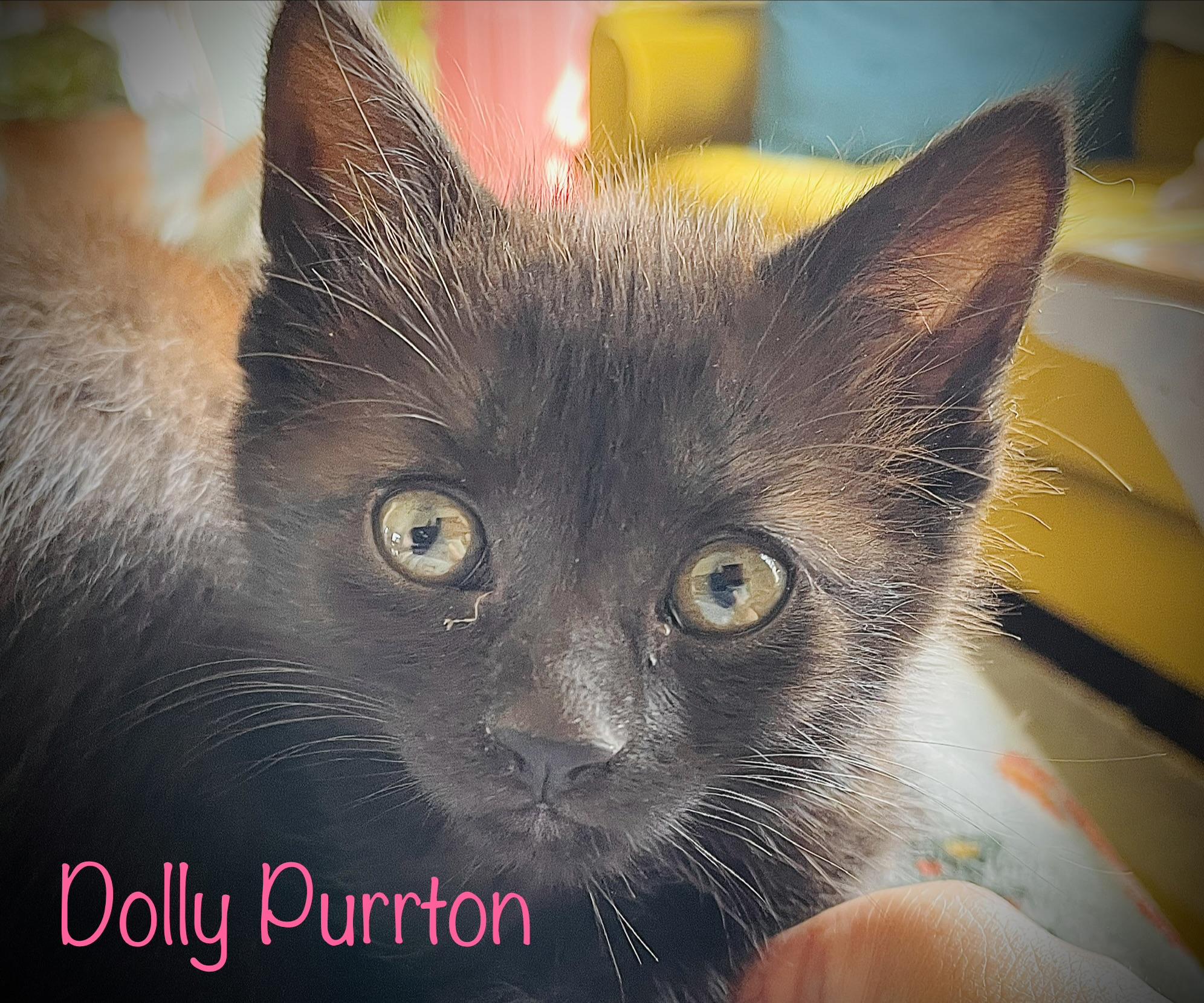 Dolly Purrton, Adoptable, Kitten Female American Shorthair.