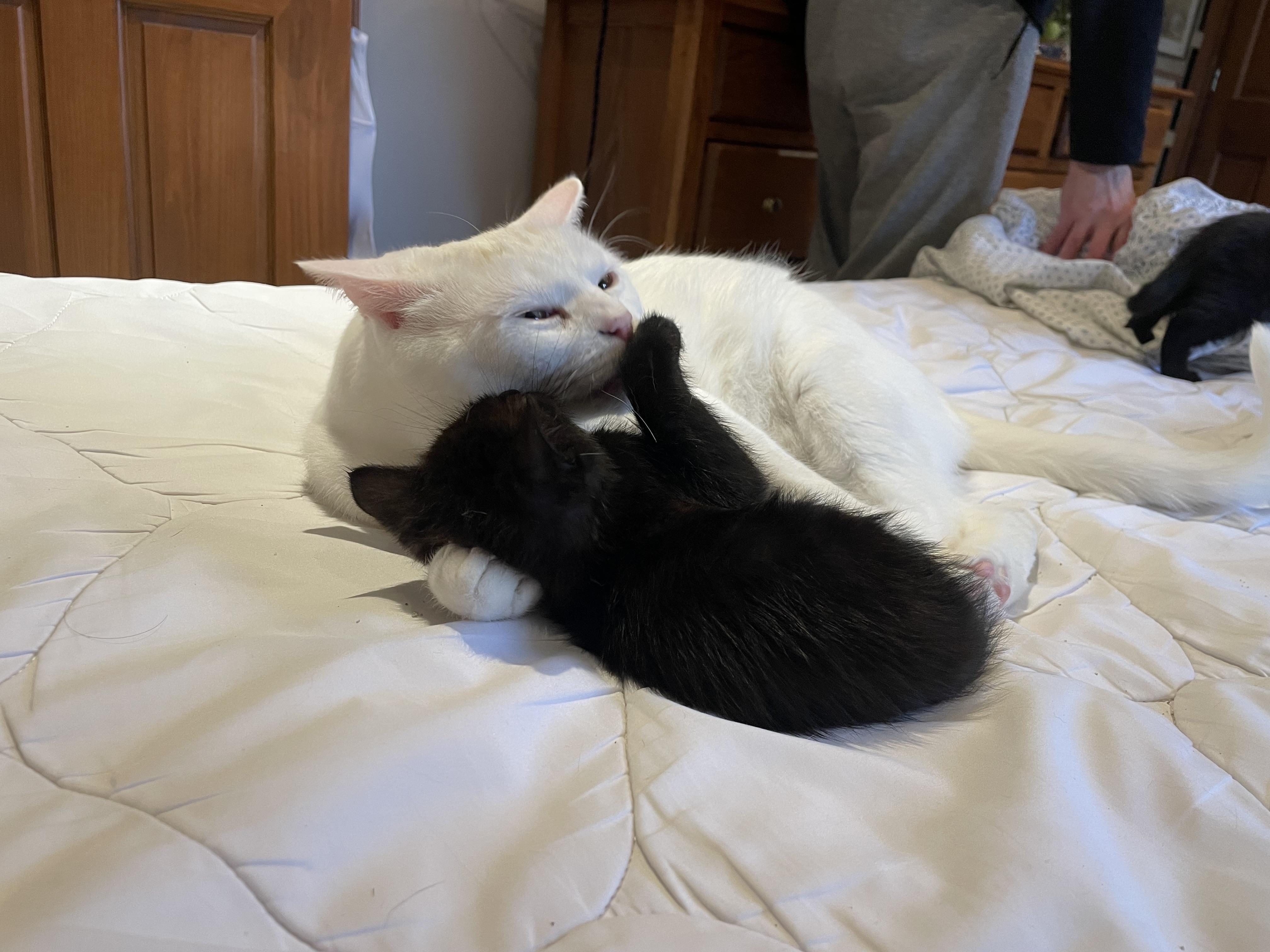 Enlarge Dolly Purrton, a Adoptable American Shorthair in Wadsworth, IL image 5/5