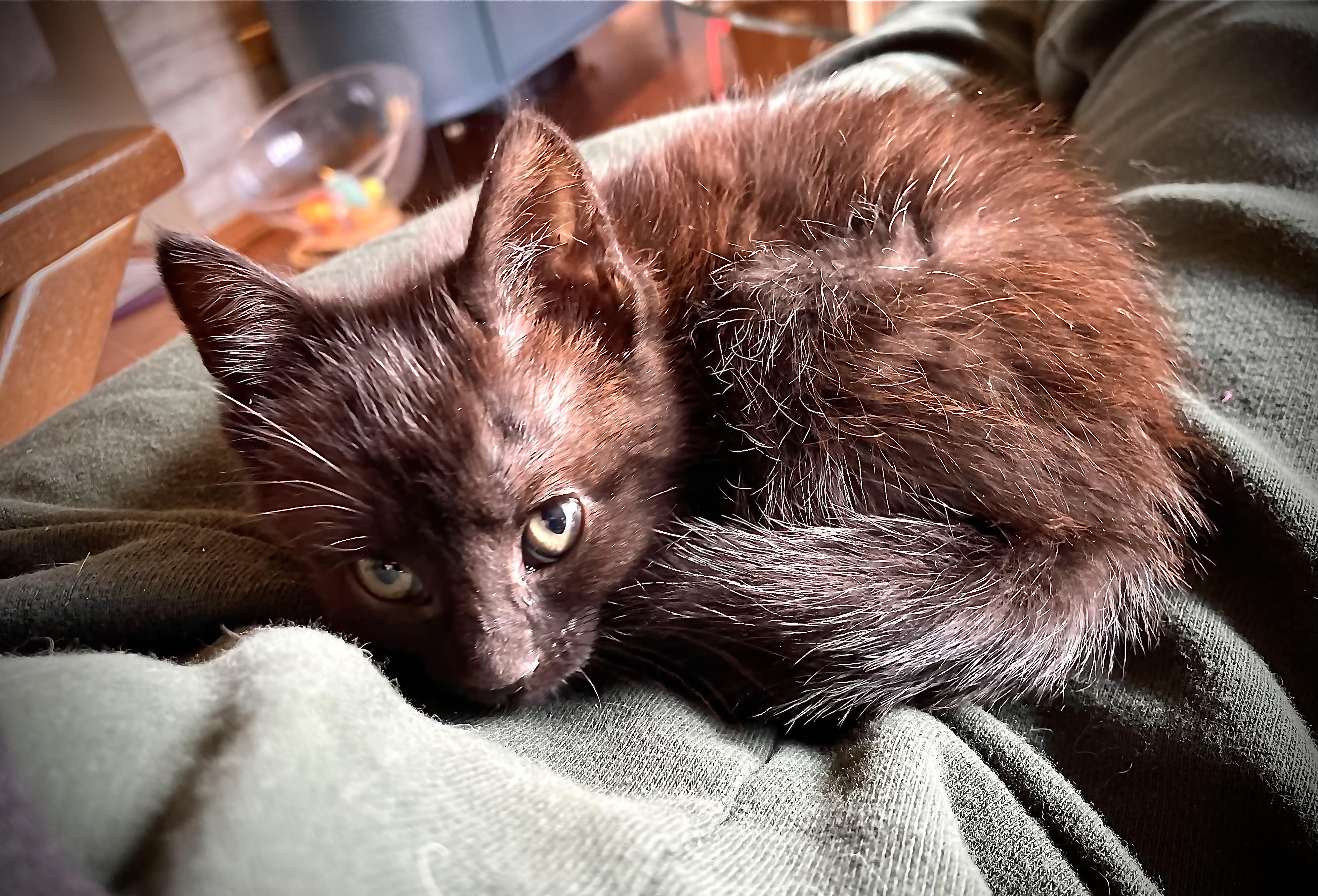Enlarge Dolly Purrton, a Adoptable American Shorthair in Wadsworth, IL image 3/5