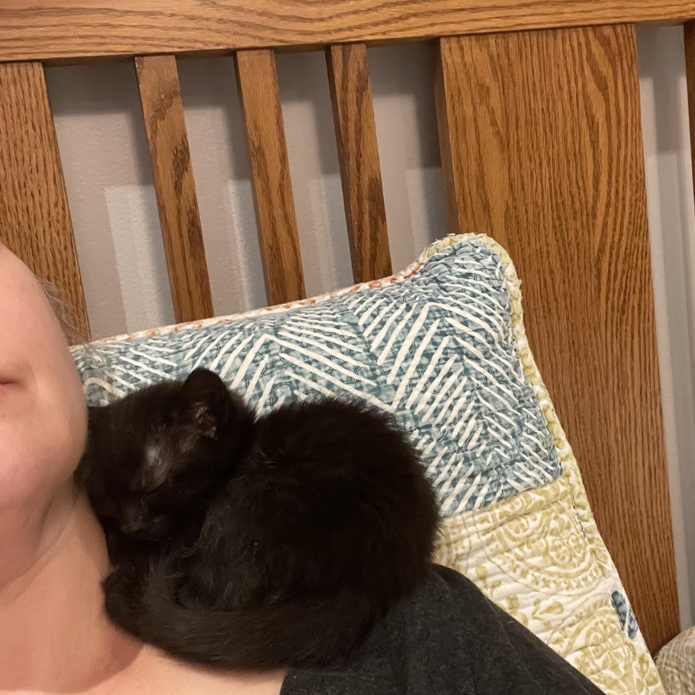 Enlarge Dolly Purrton, a Adoptable American Shorthair in Wadsworth, IL image 4/5