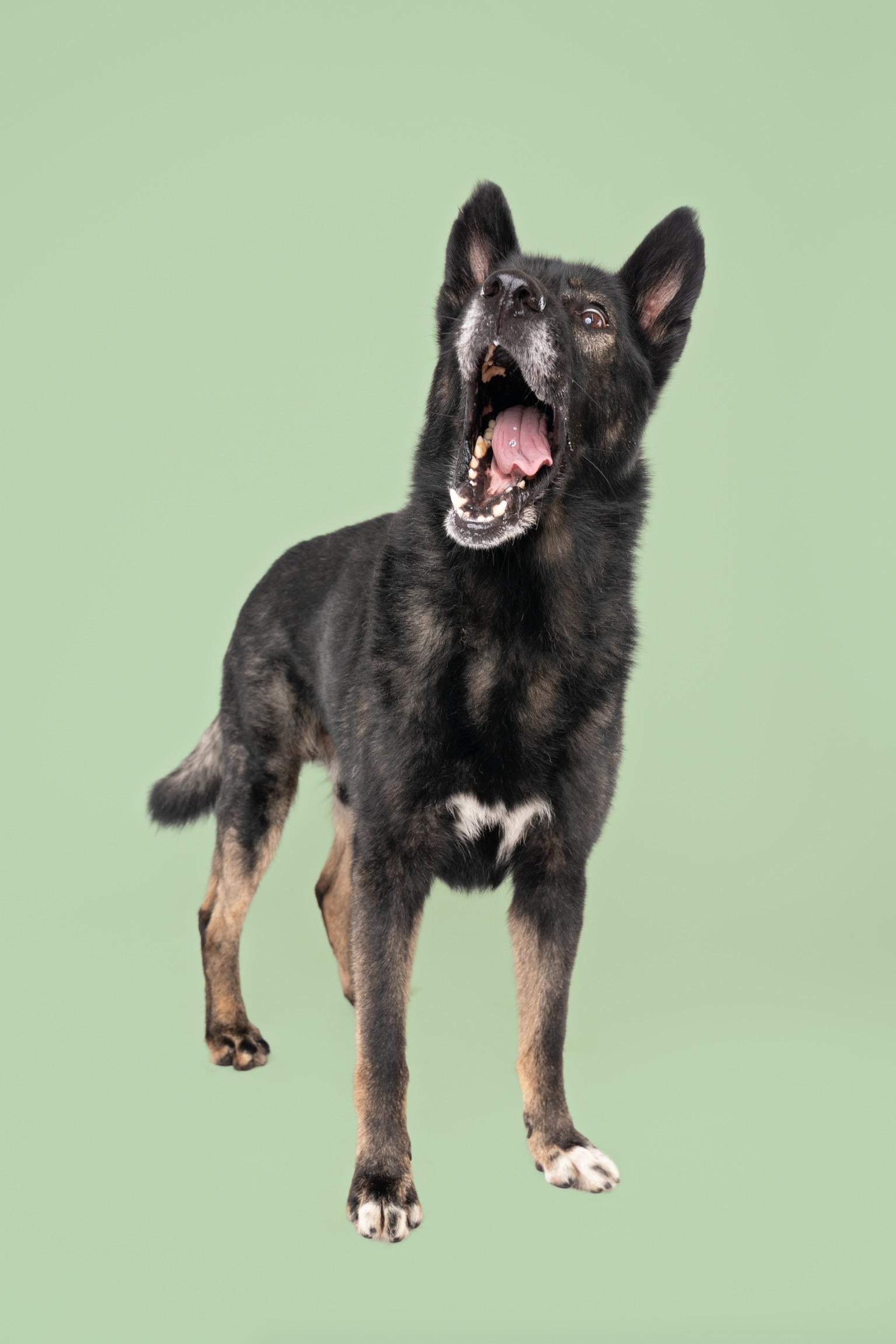 Captain, a Adoptable mixed breed in Weston, MA image 5/6