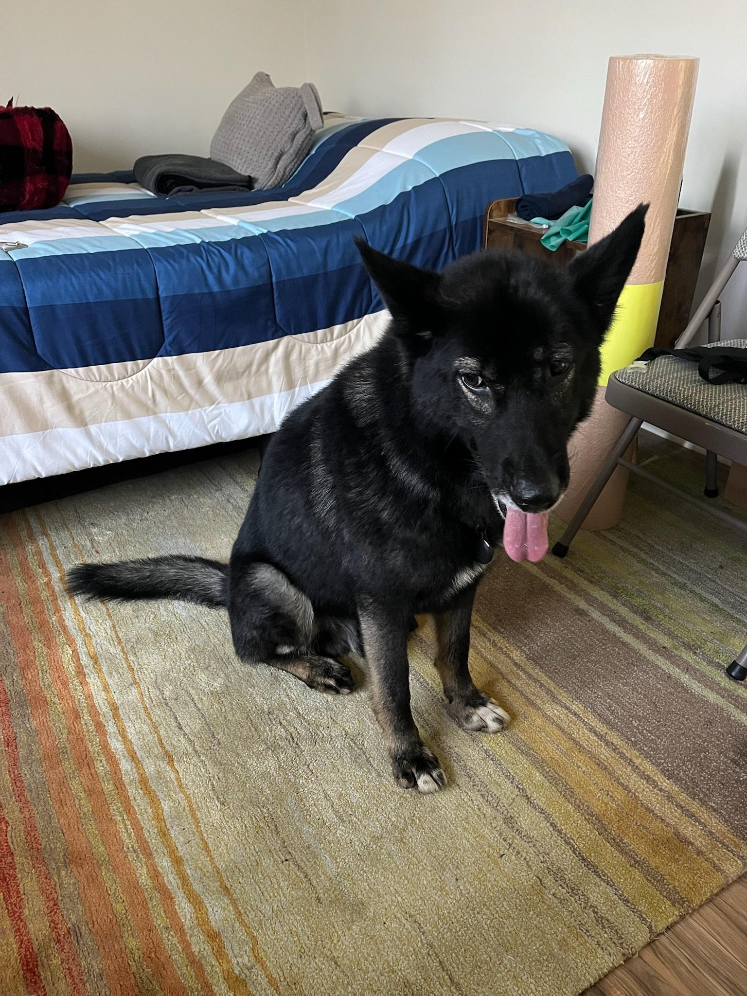 Captain, a Adoptable mixed breed in Weston, MA image 4/6
