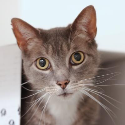 Enlarge Alfred, a ADOPTABLE Domestic Short Hair in Hilliard, OH image 1/1