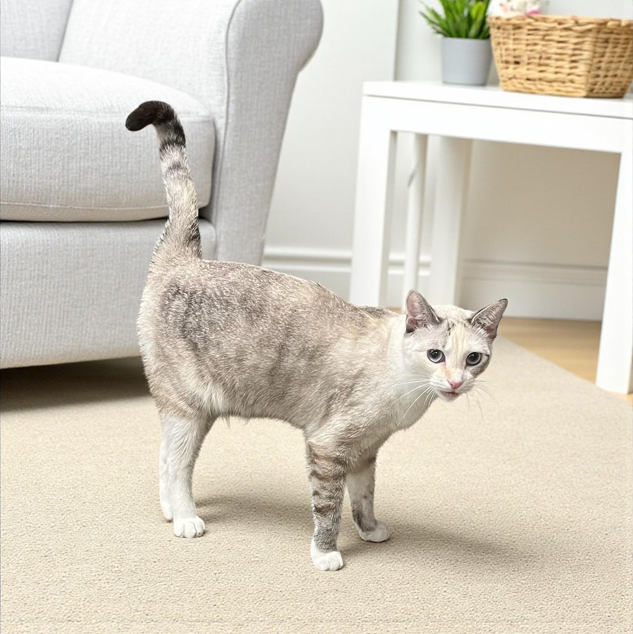 Kira-Shy, Sweet Girl looking for a Quiet, Patient Home