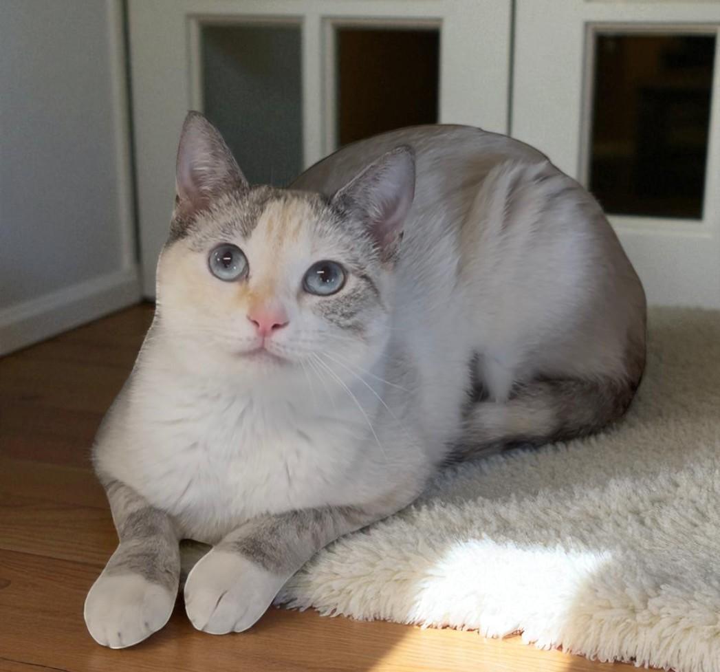 Kira-Shy, Sweet Girl looking for a Quiet, Patient Home