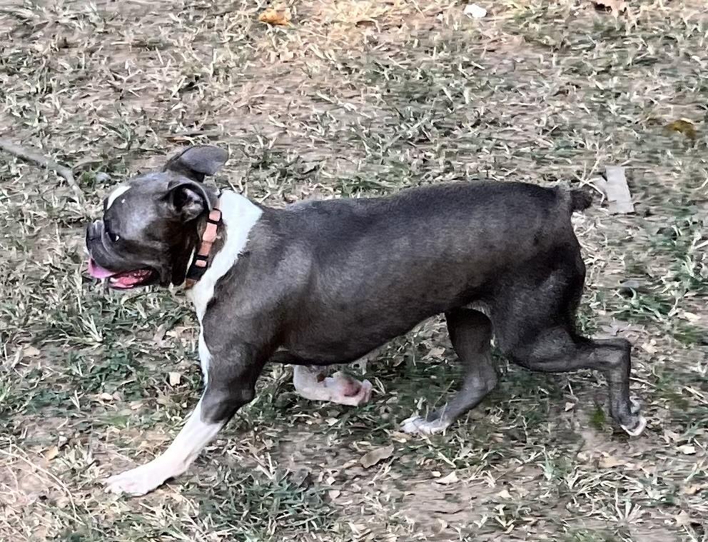 Bree (Peg-fostered in TN)