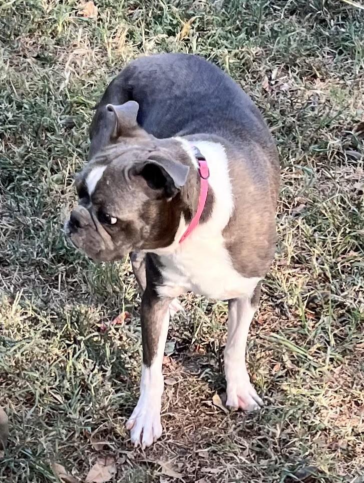 Bree (Peg-fostered in TN)