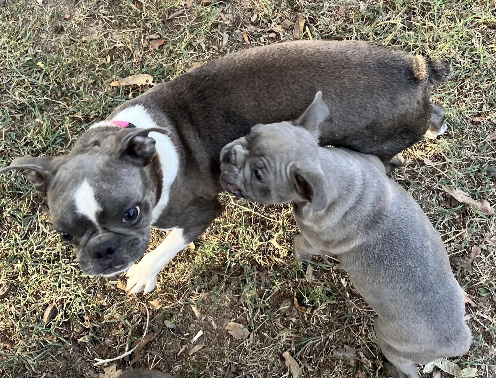 Bree (Peg-fostered in TN)