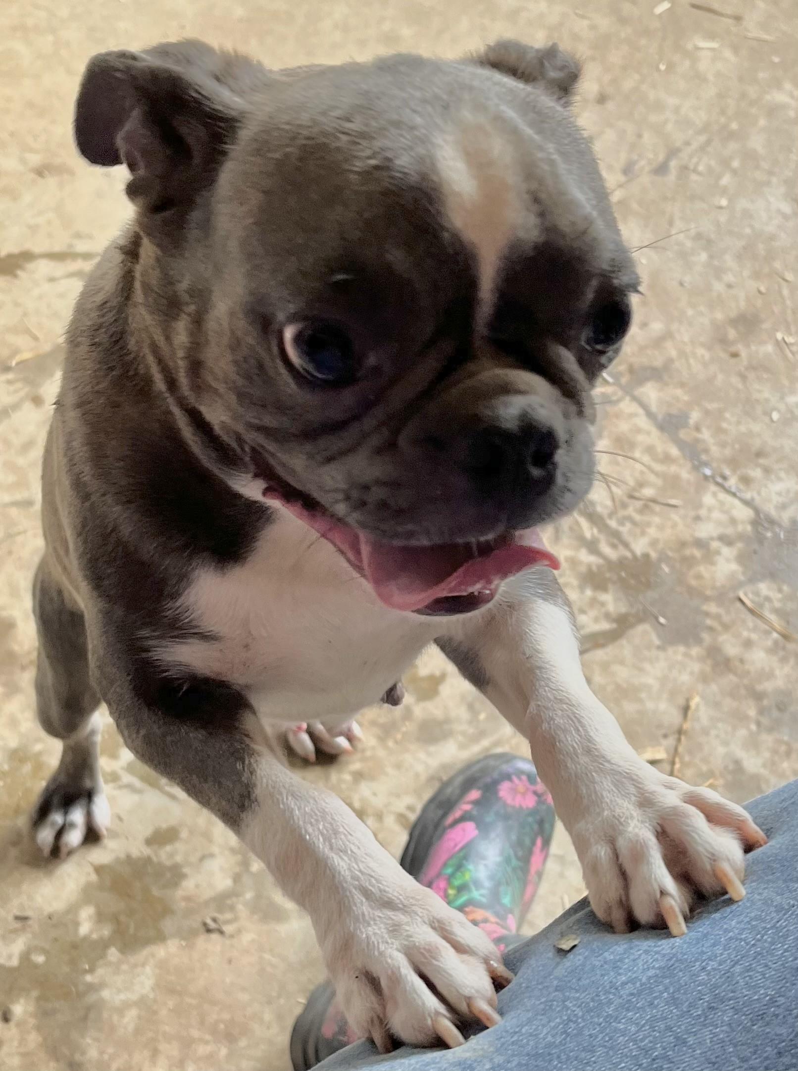 Bree (Peg-fostered in TN)