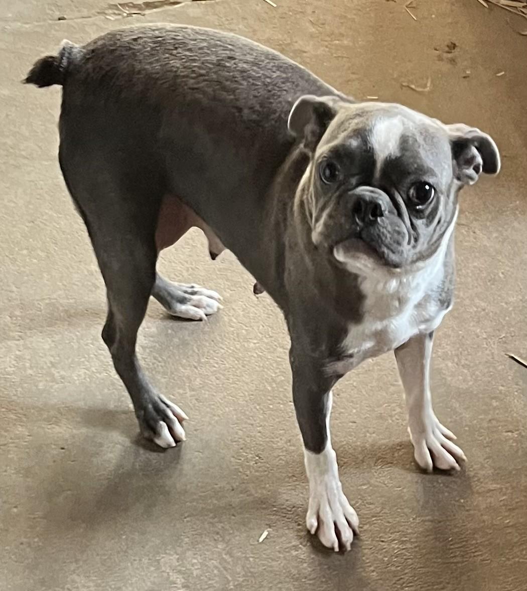 Bree (Peg-fostered in TN)