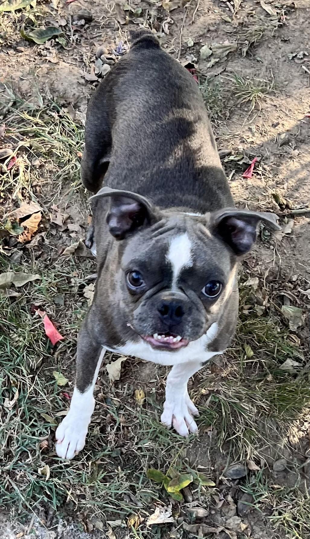Bree (Peg-fostered in TN)