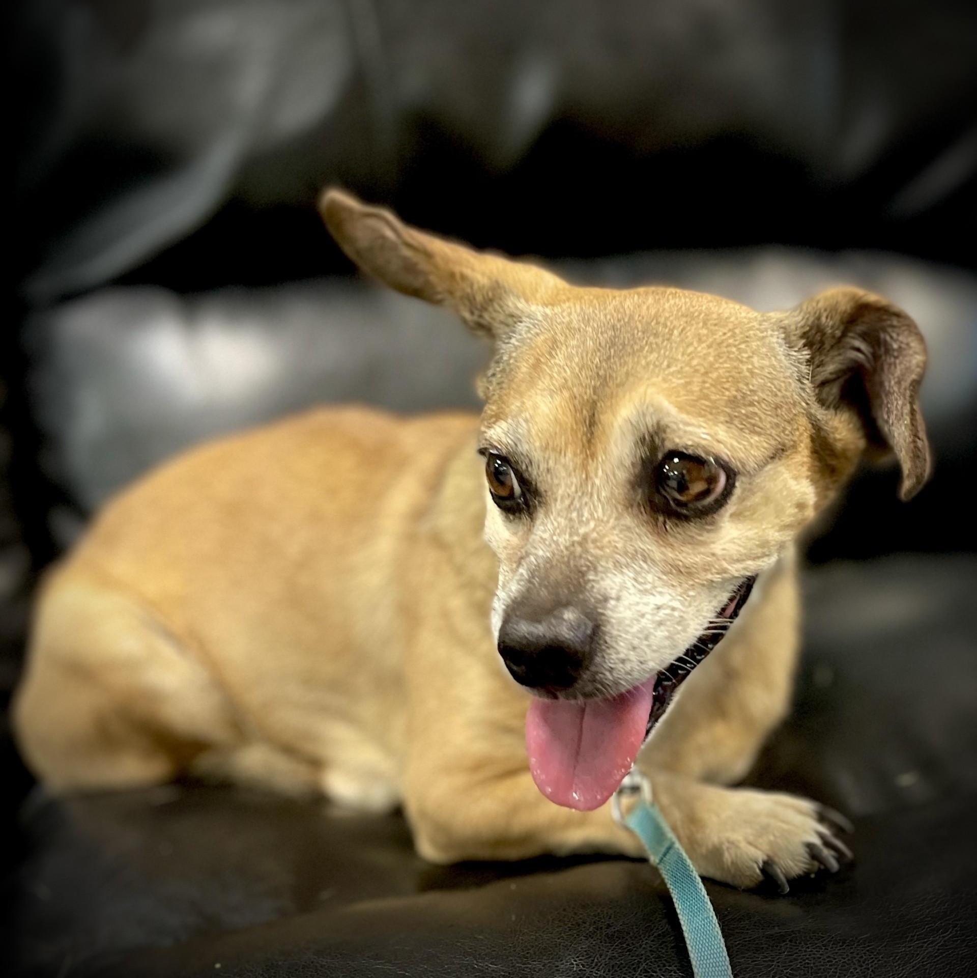Rosa, an adopted Chihuahua in San Andreas, CA image 4/5