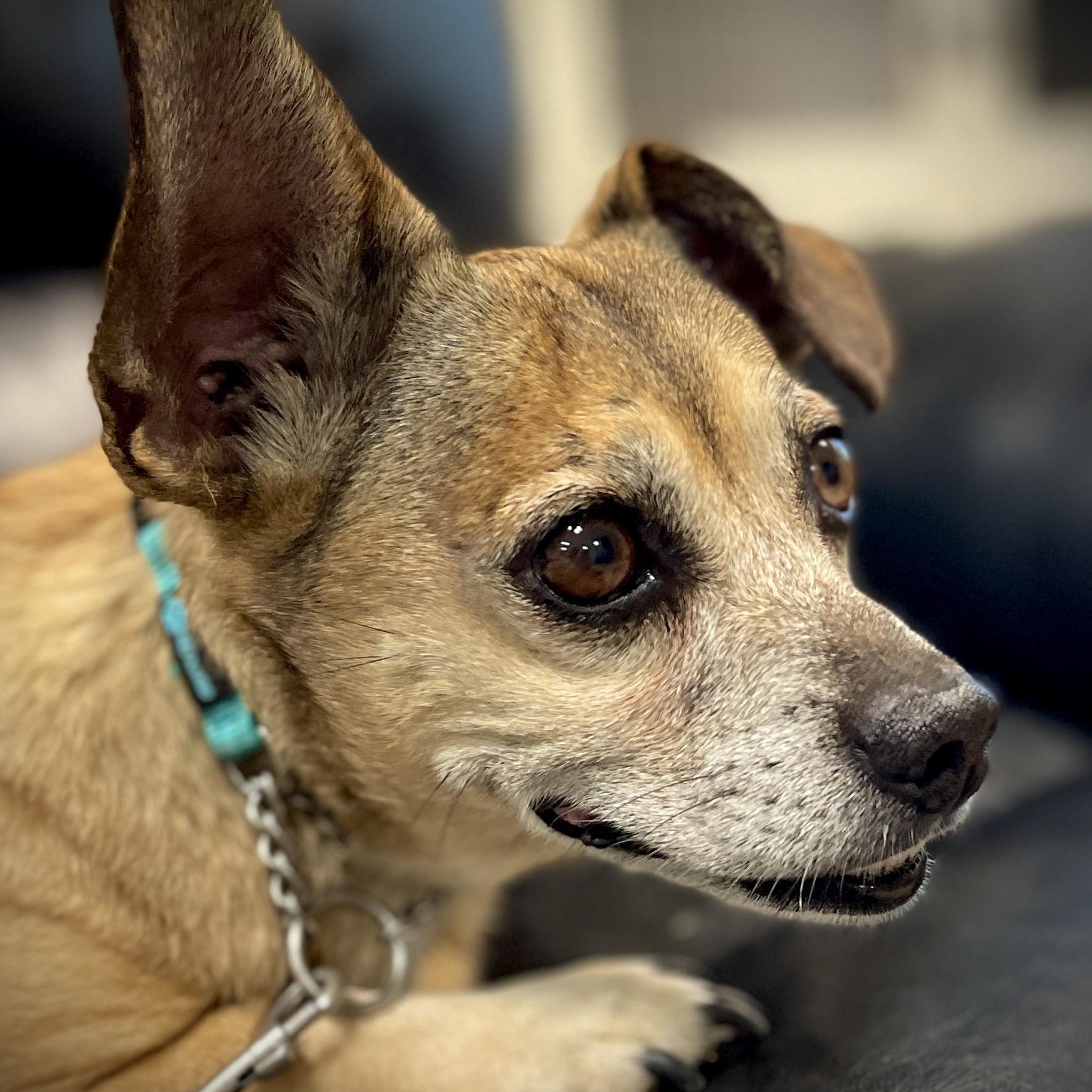 Rosa, an adopted Chihuahua in San Andreas, CA image 3/5