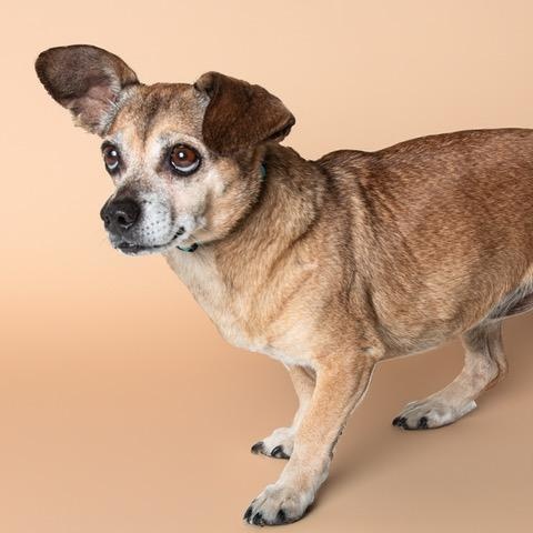 Rosa, an adopted Chihuahua in San Andreas, CA image 2/5