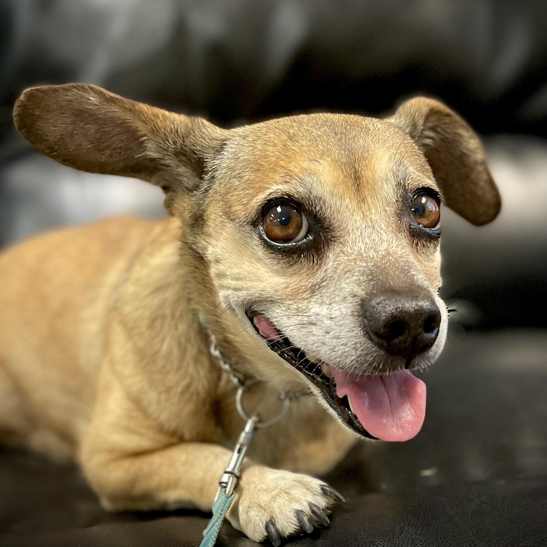 Rosa, adopted, Adult Female Chihuahua.