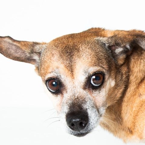 Rosa, an adopted Chihuahua in San Andreas, CA image 5/5