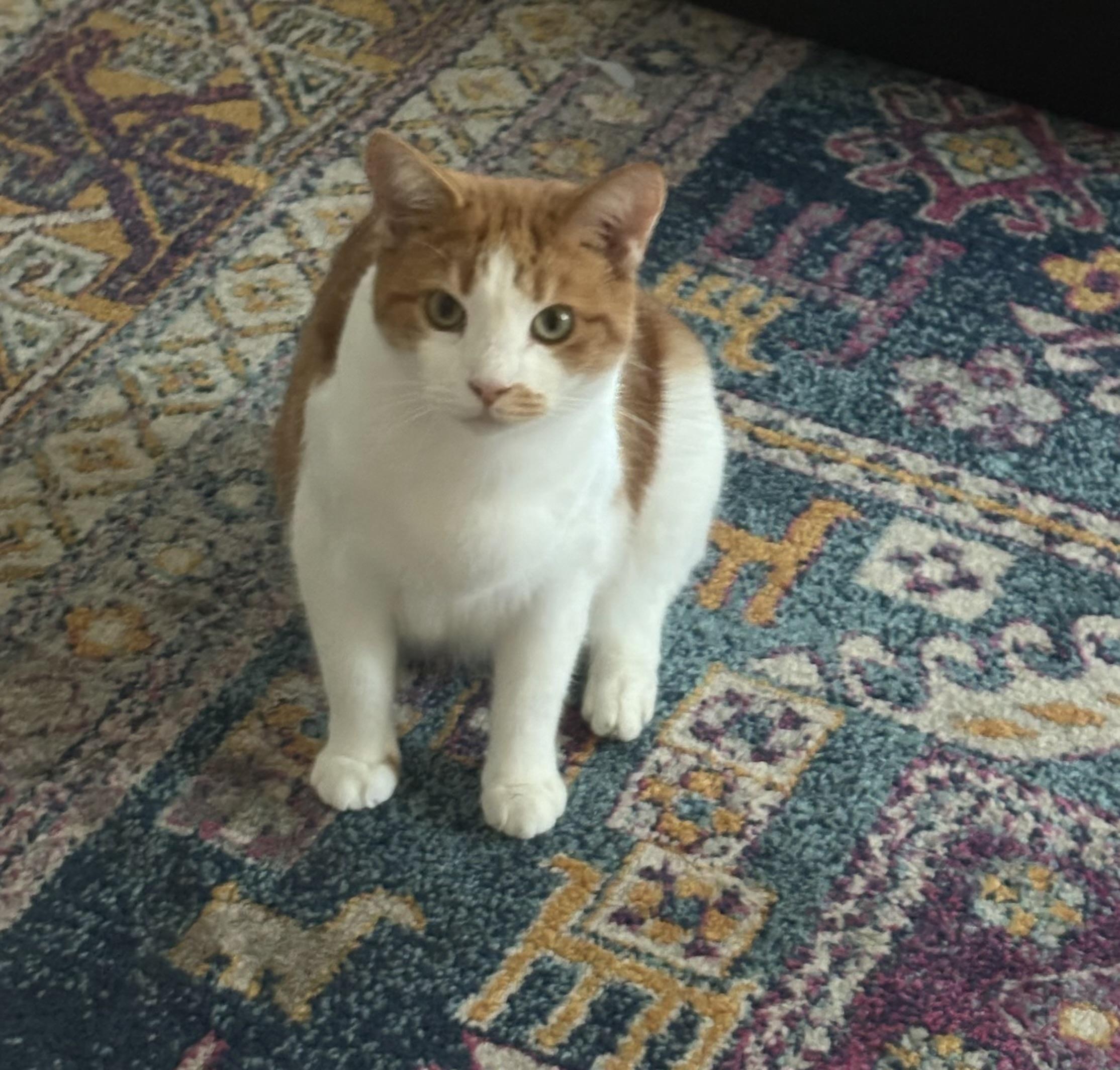 Enlarge Annie, a Adoptable Domestic Short Hair in Oriental , NC image 1/1