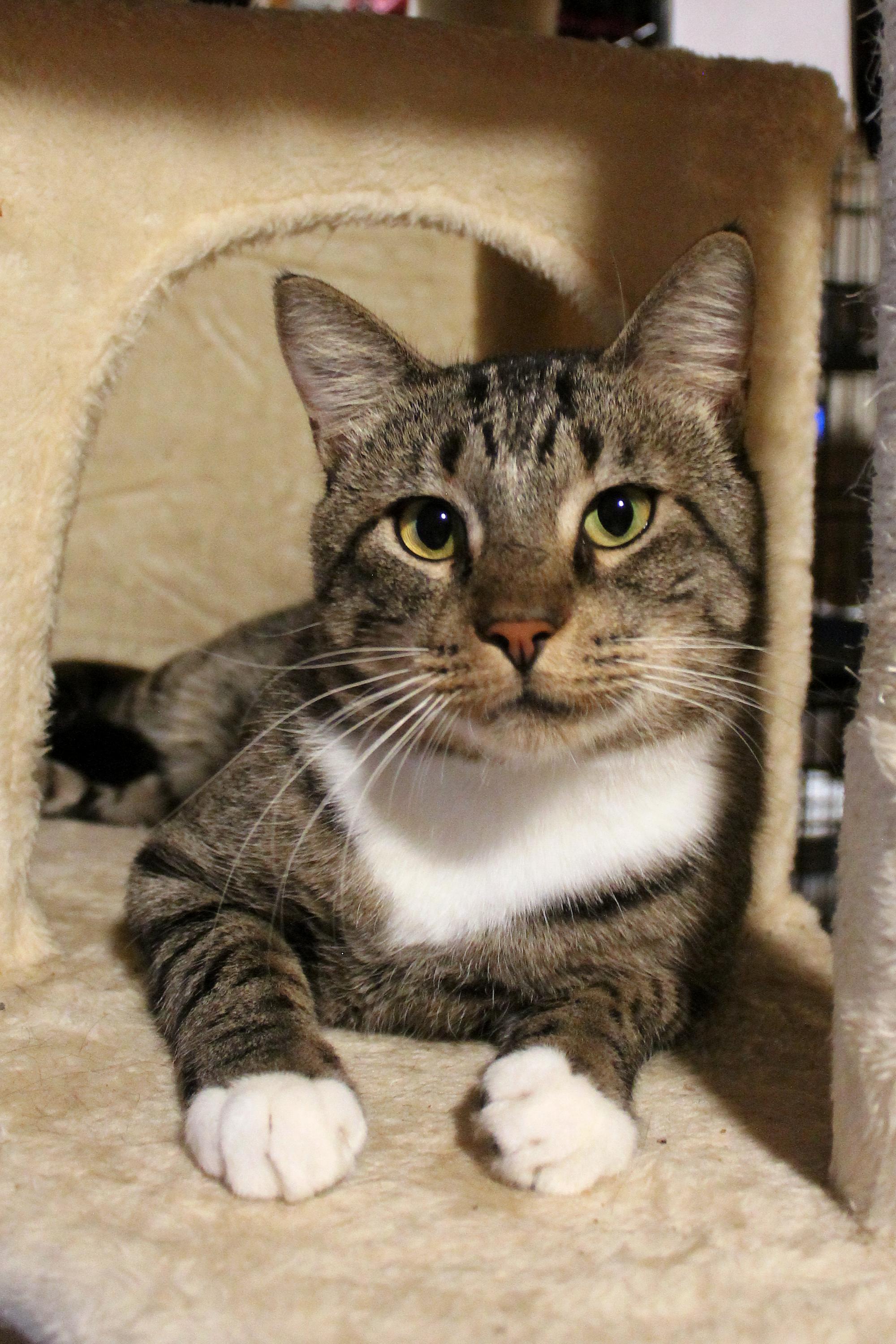Enlarge Bean, a Adoptable Domestic Short Hair in Guthrie, OK image 2/6