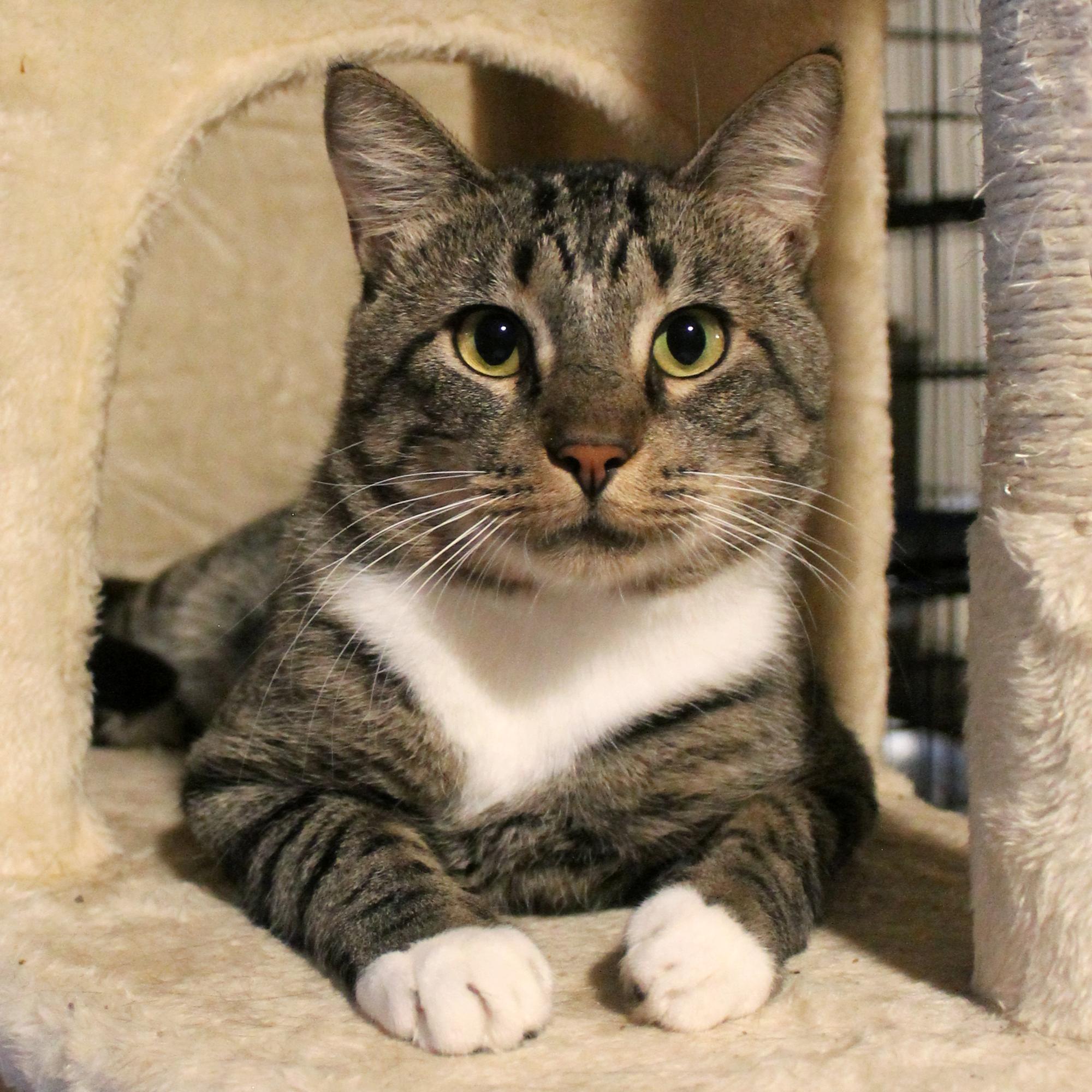 Bean, Adoptable, Young Male Domestic Short Hair.