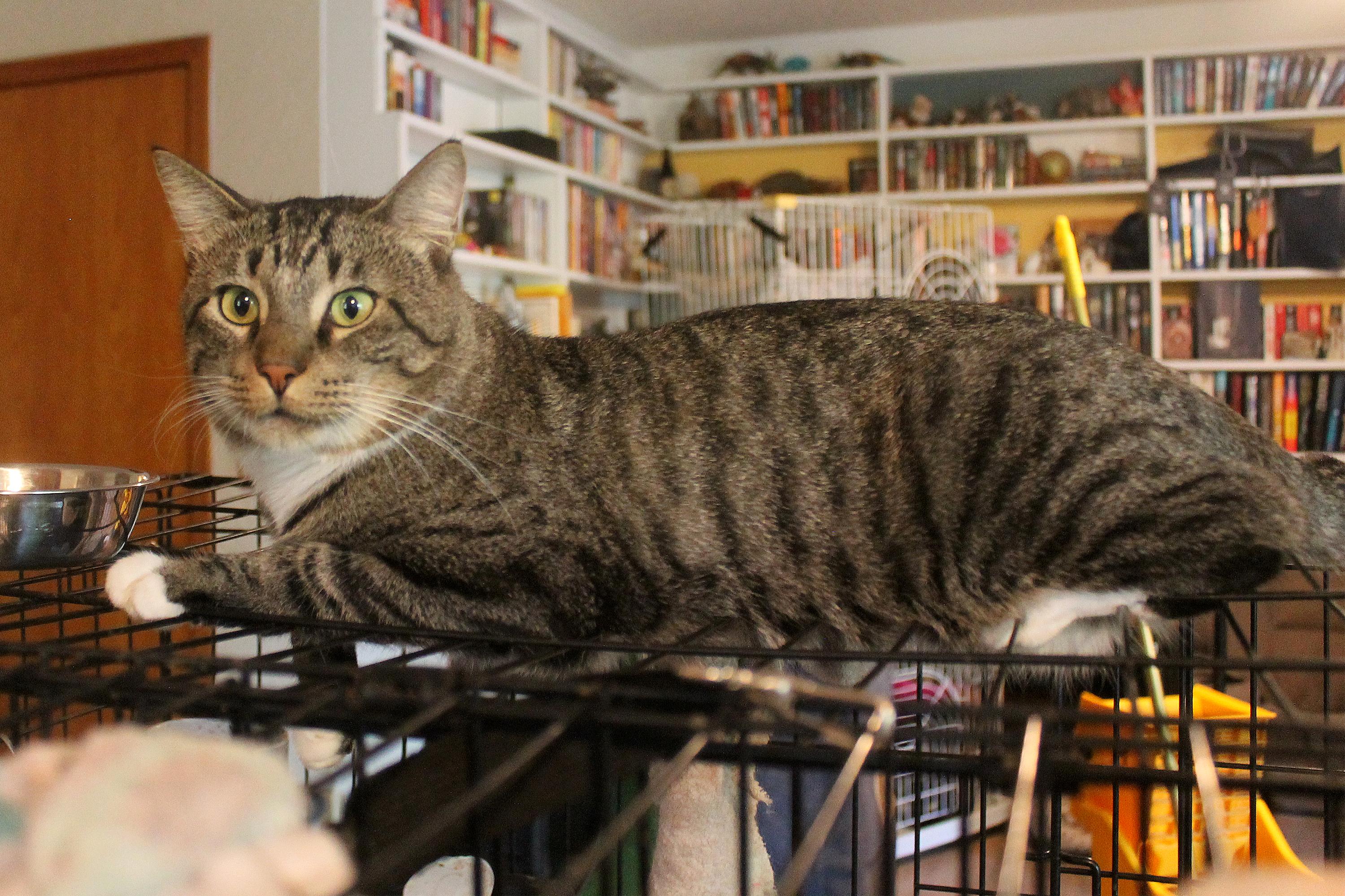 Enlarge Bean, a Adoptable Domestic Short Hair in Guthrie, OK image 4/6