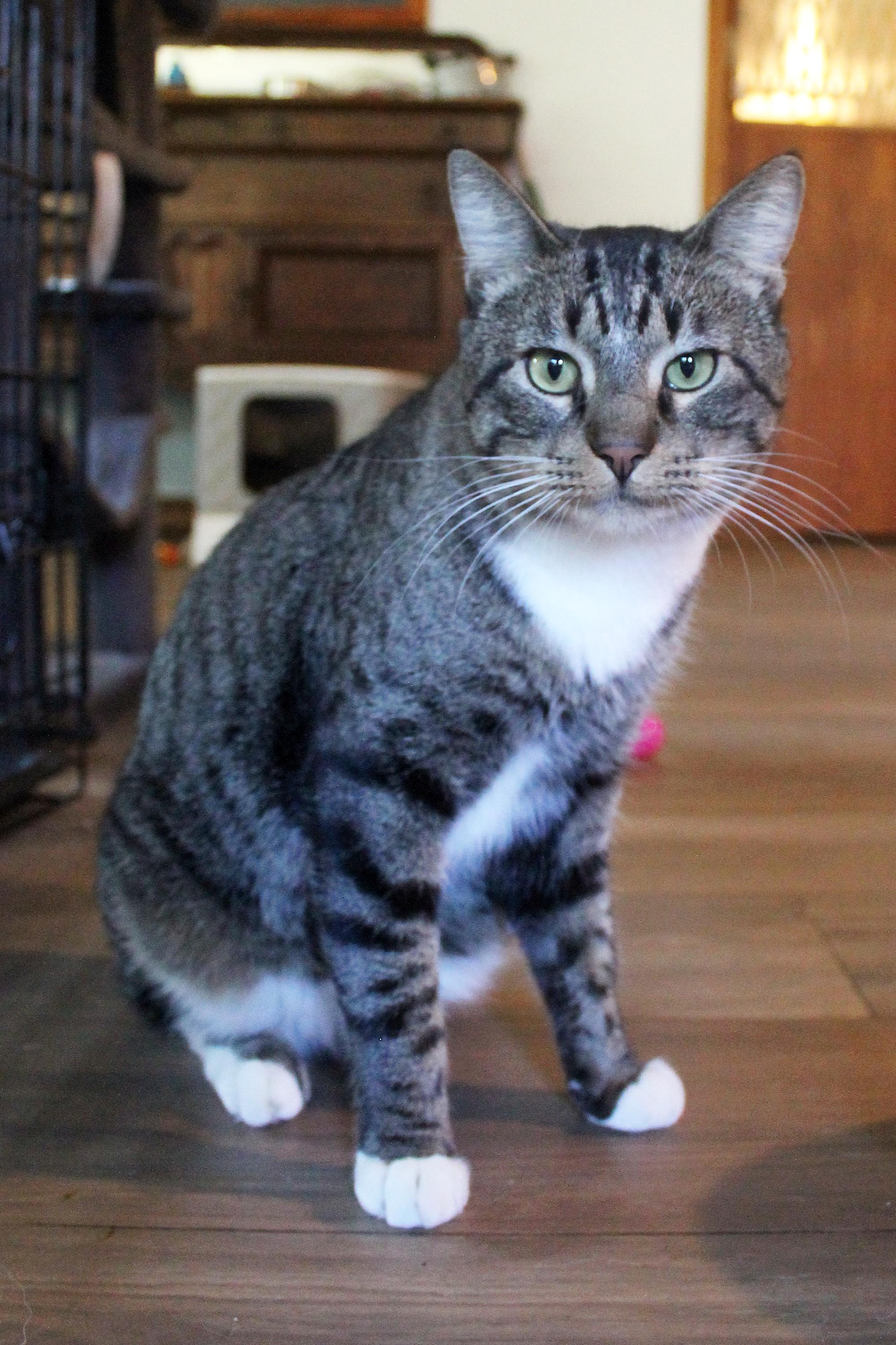 Enlarge Bean, a Adoptable Domestic Short Hair in Guthrie, OK image 3/6