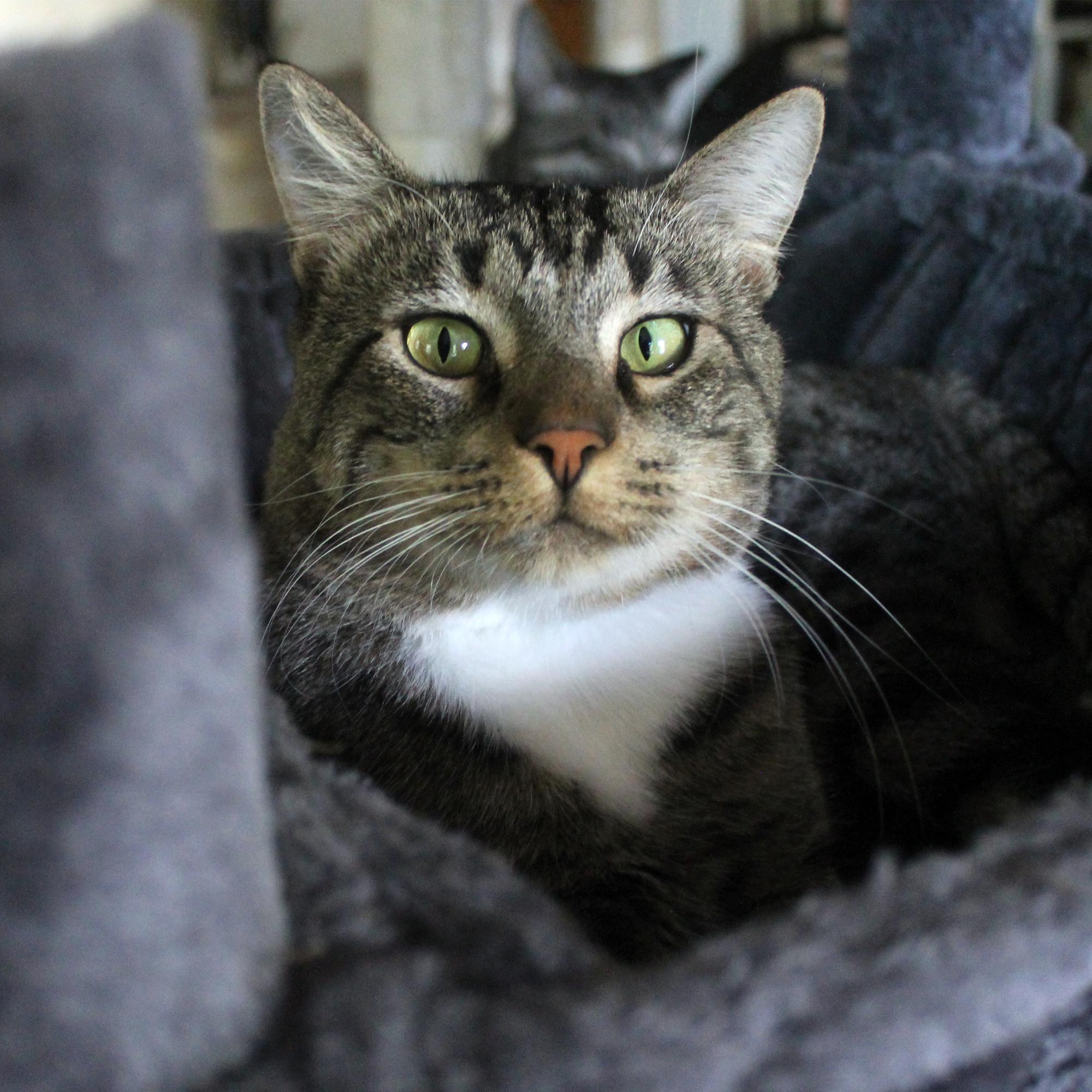 Enlarge Bean, a Adoptable Domestic Short Hair in Guthrie, OK image 5/6