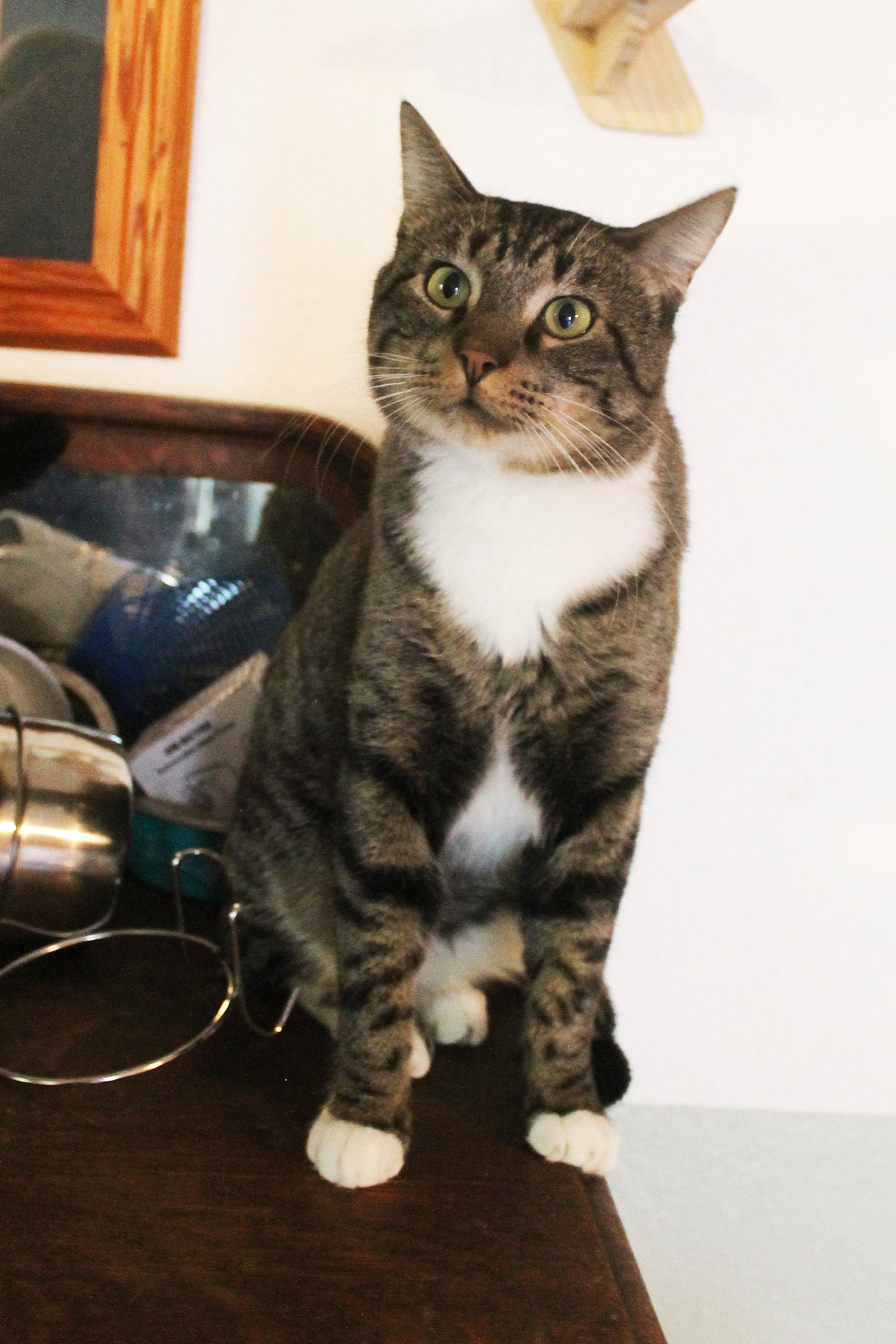 Enlarge Bean, a Adoptable Domestic Short Hair in Guthrie, OK image 6/6