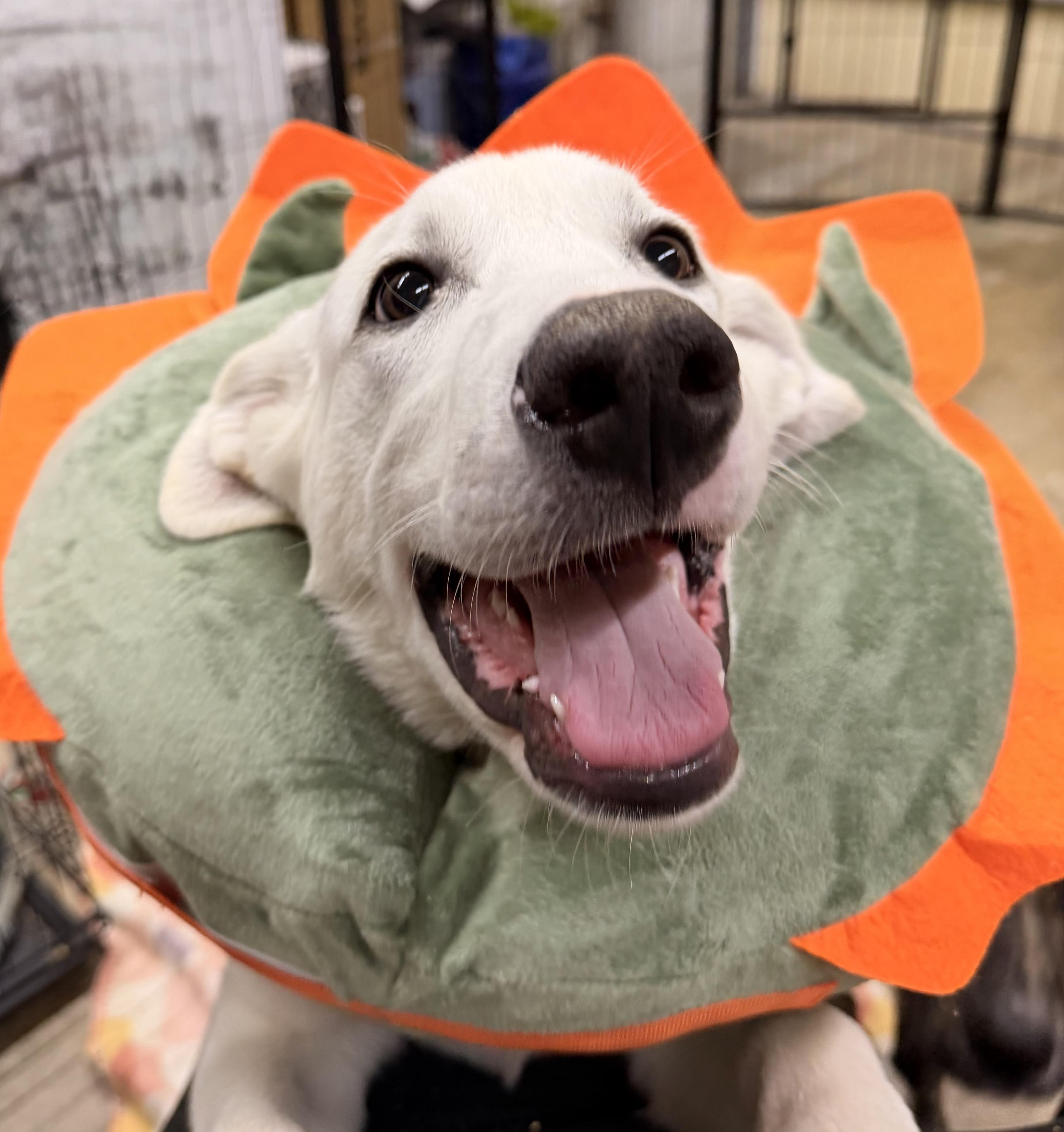 Enlarge Marvel, a Adoptable mixed breed in Olathe, KS image 3/6