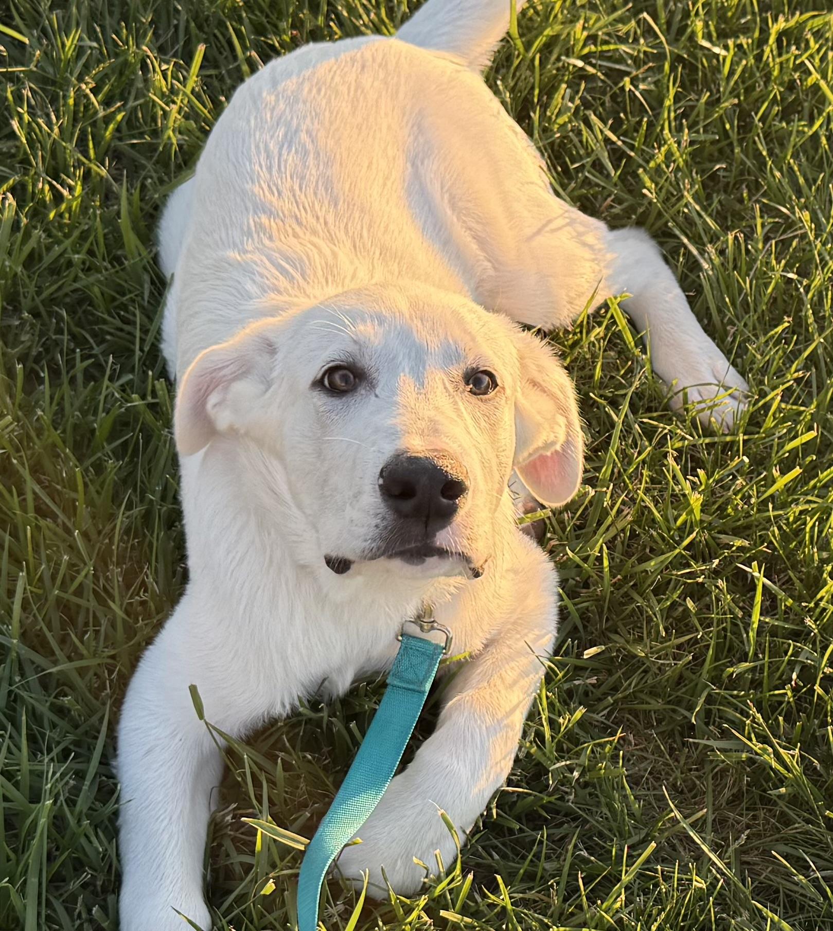 Enlarge Marvel, a Adoptable mixed breed in Olathe, KS image 2/6