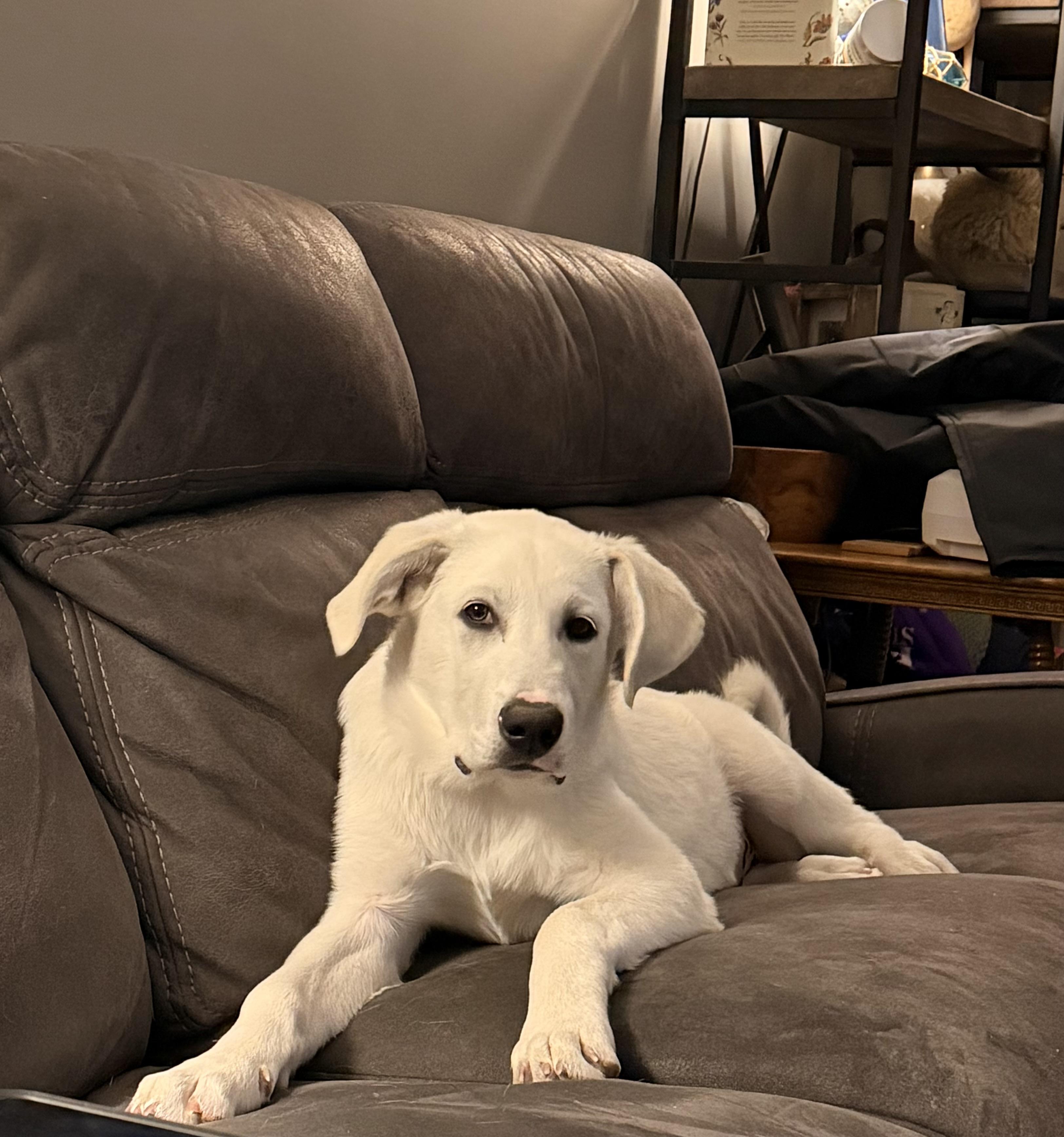 Marvel, Adoptable, Puppy Male Great Pyrenees.