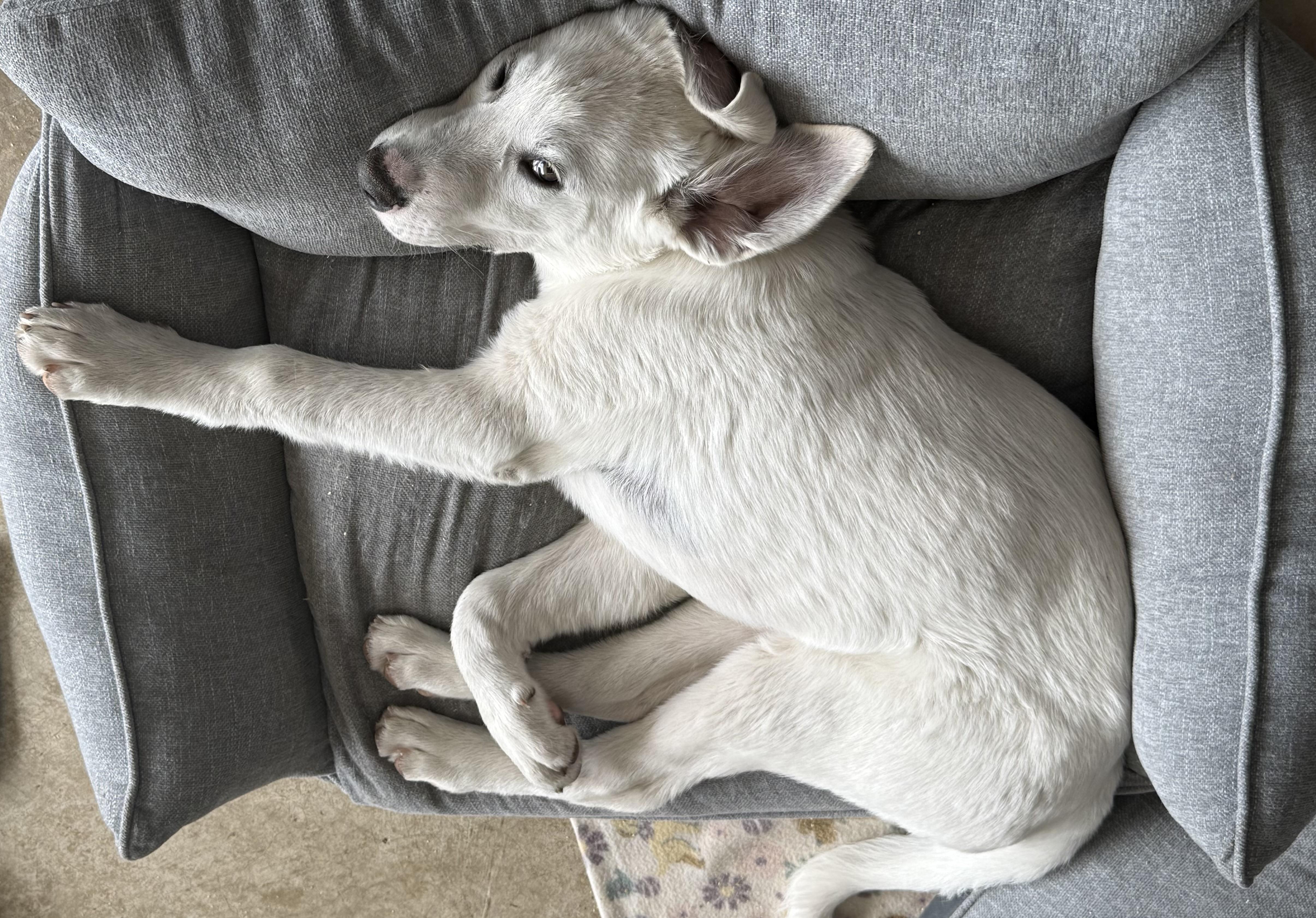 Enlarge Marvel, a Adoptable mixed breed in Olathe, KS image 4/6